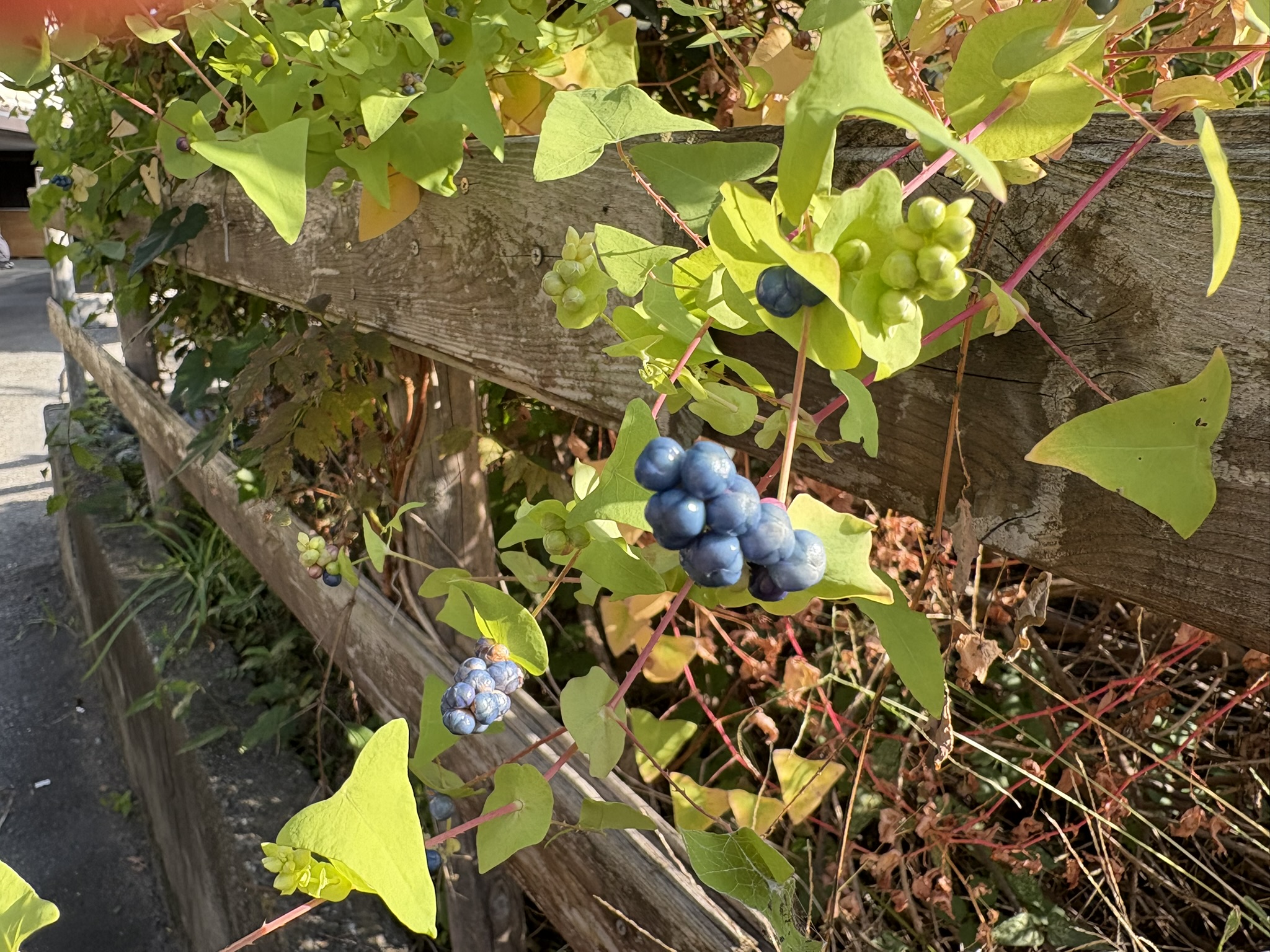 変わった実と托葉を持つイシミカワ 2025-10-30