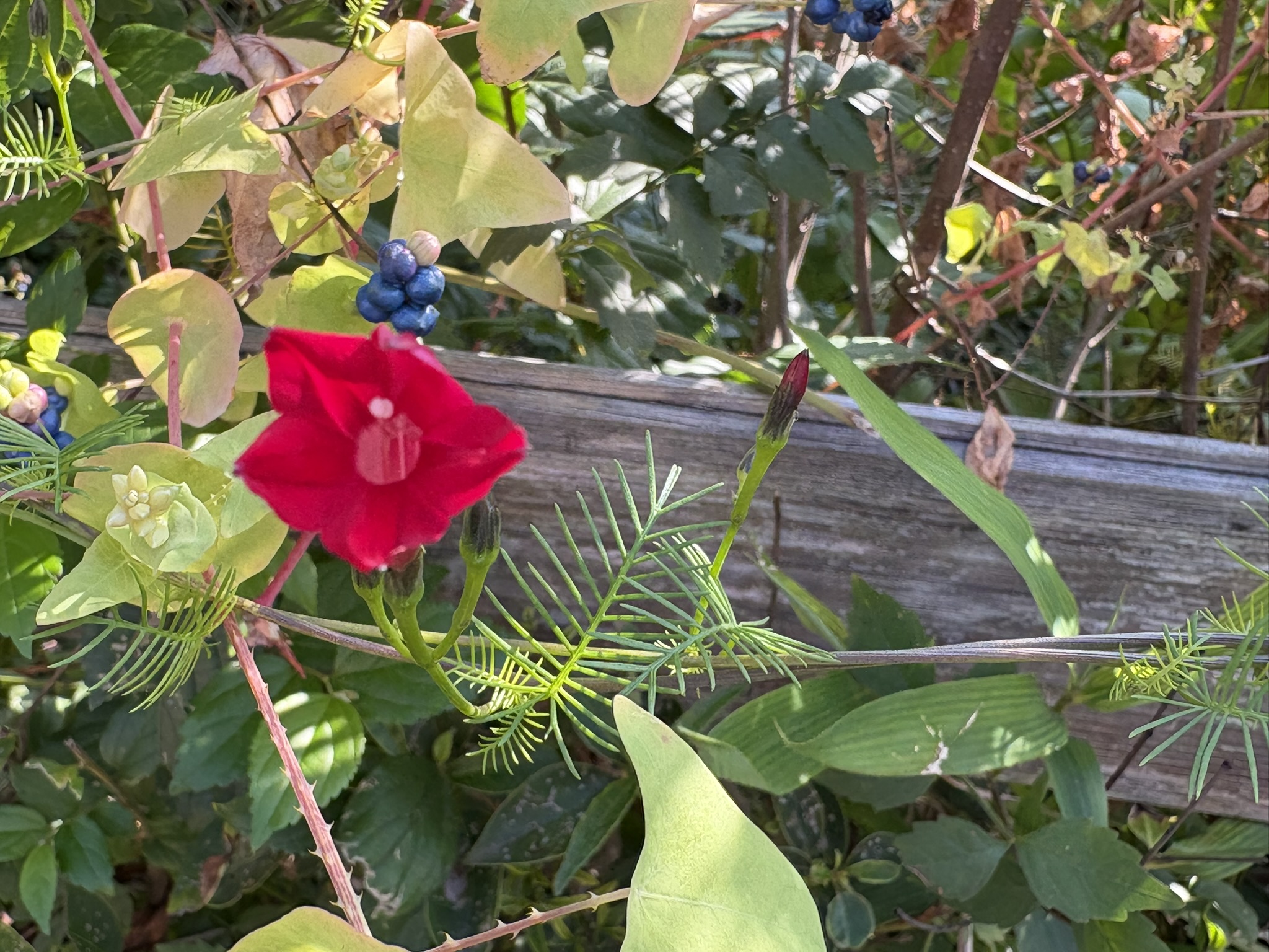 ３年越しでルコウソウを発見 2025-10-30