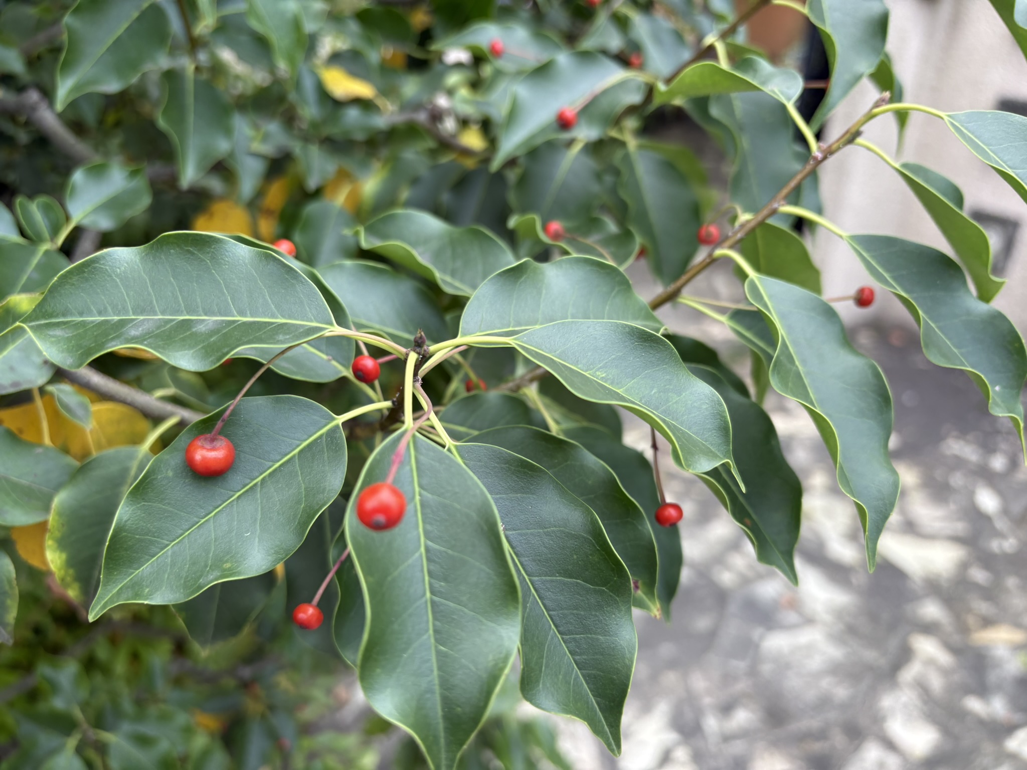 赤い実になっても爽やかなソヨゴ 2025-10-30