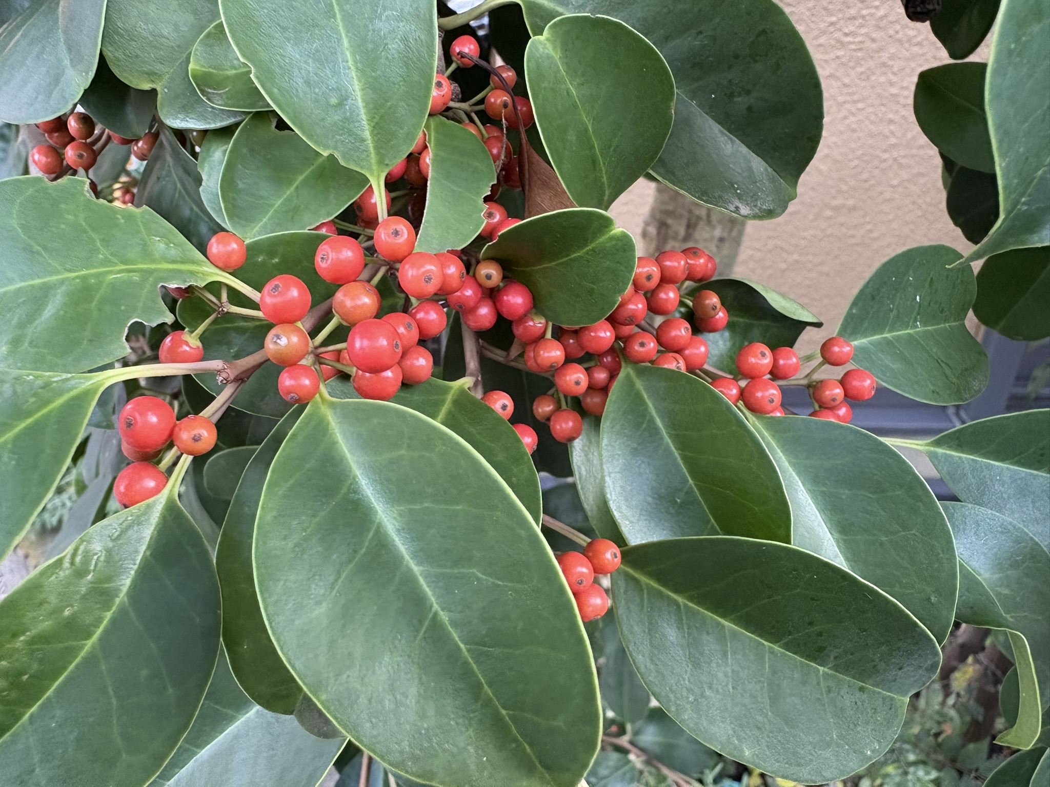 クロガネモチ赤と緑のコントラスト 2025-11-02