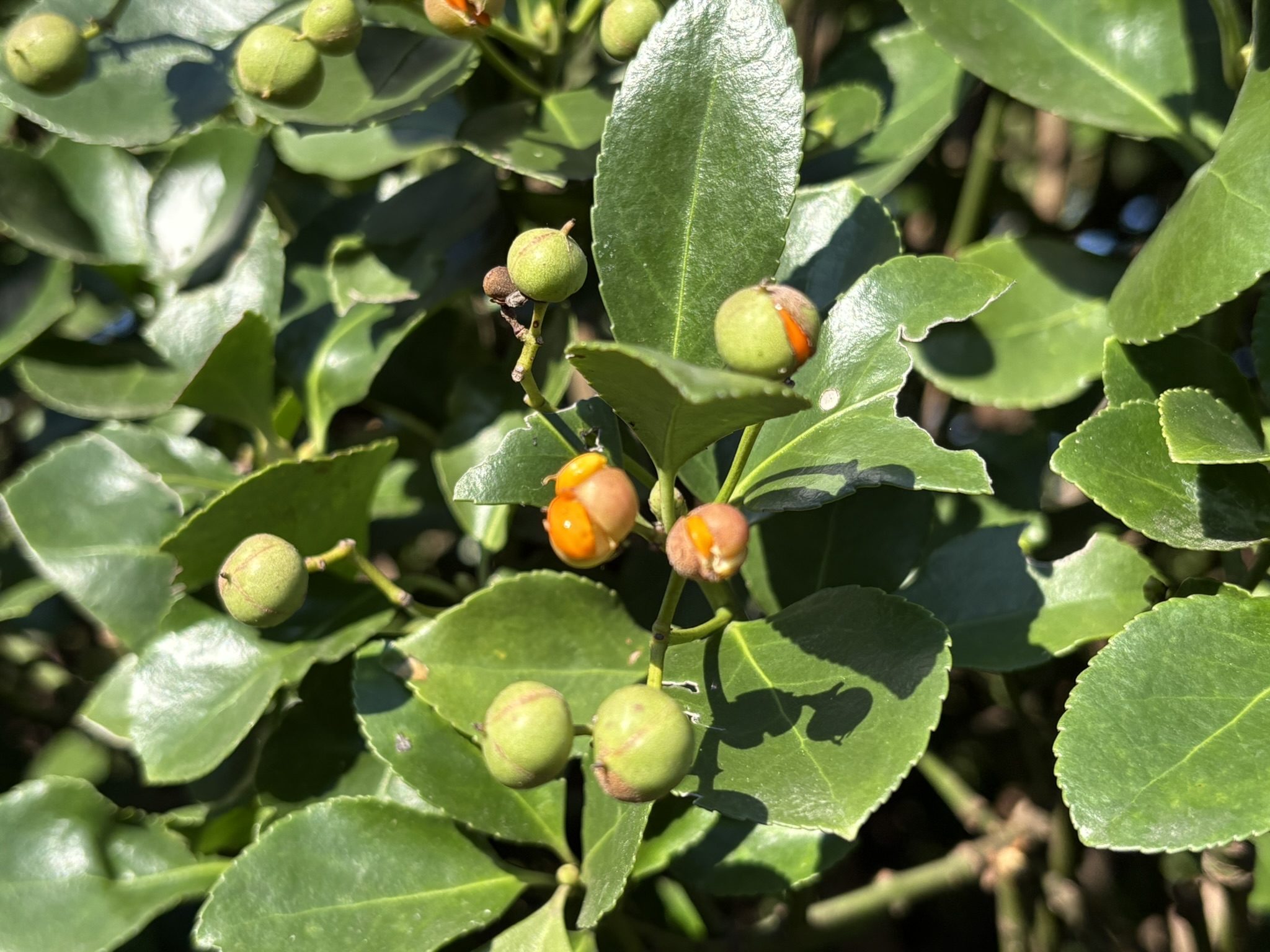 マサキの実が弾けてきました 2025-11-03