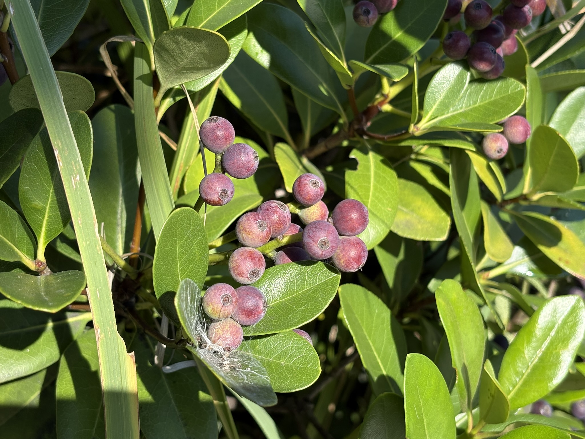 シャリンバイの実 紫色が濃くなってきました 2025-11-03