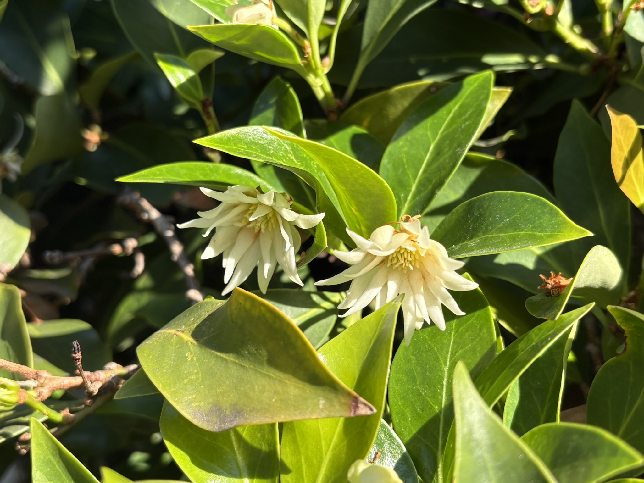 秋にも咲くシキミ 2025-11-03