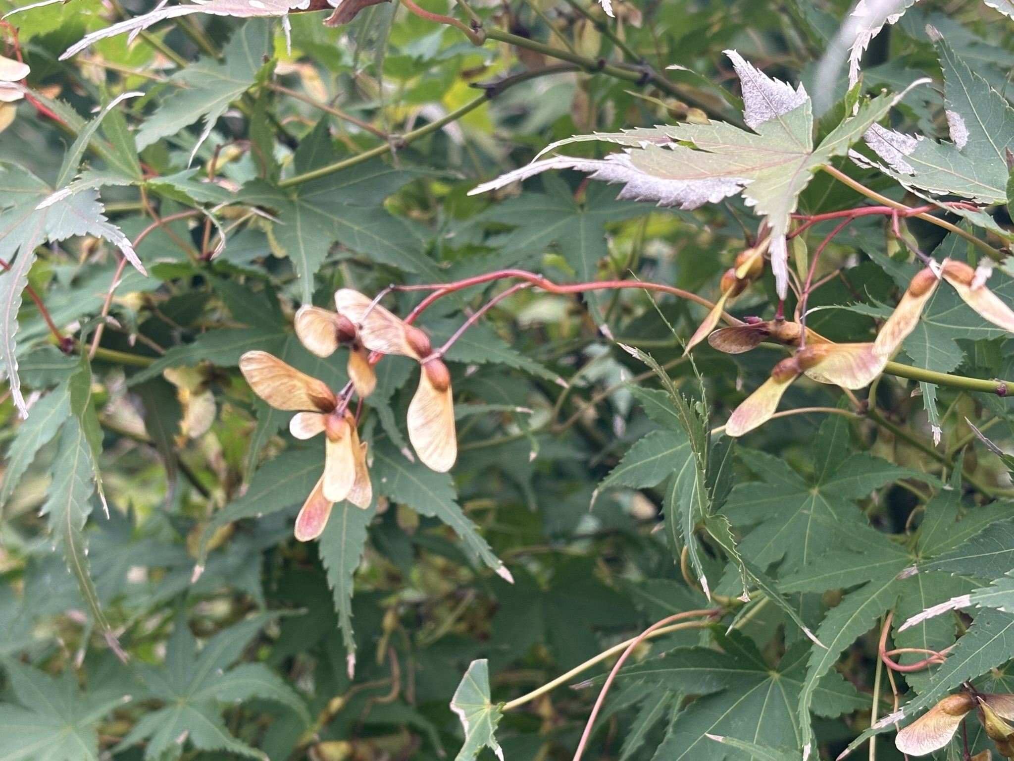 イロハモミジのプロペラも落着いた色に 2025-11-06