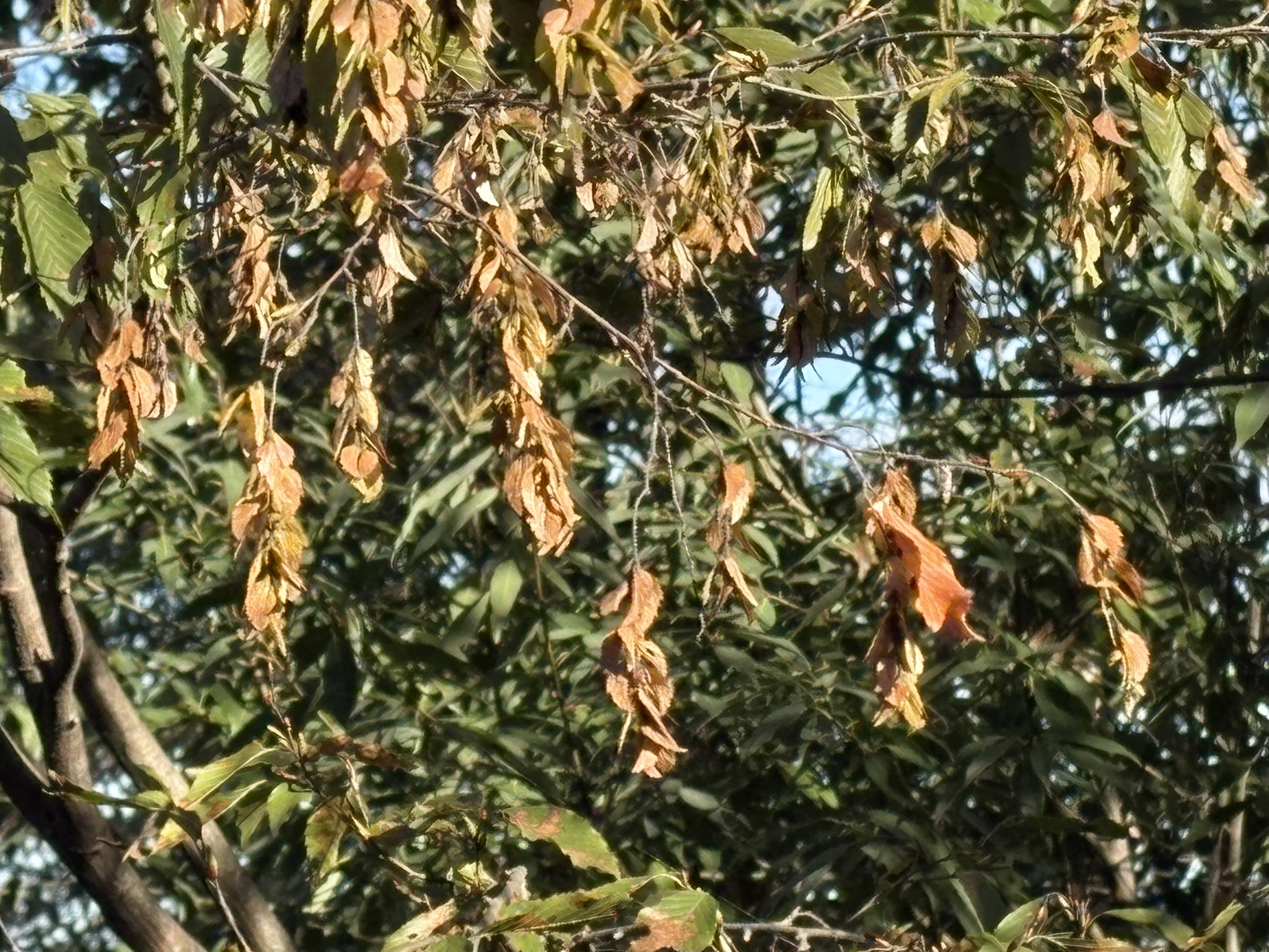 アカシデの果穂も飛行準備万端 2025-11-10