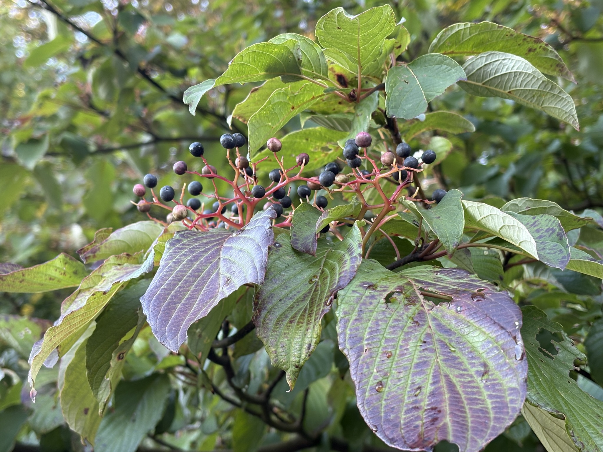 ミズキの実と紅葉はじめ 2025-11-10