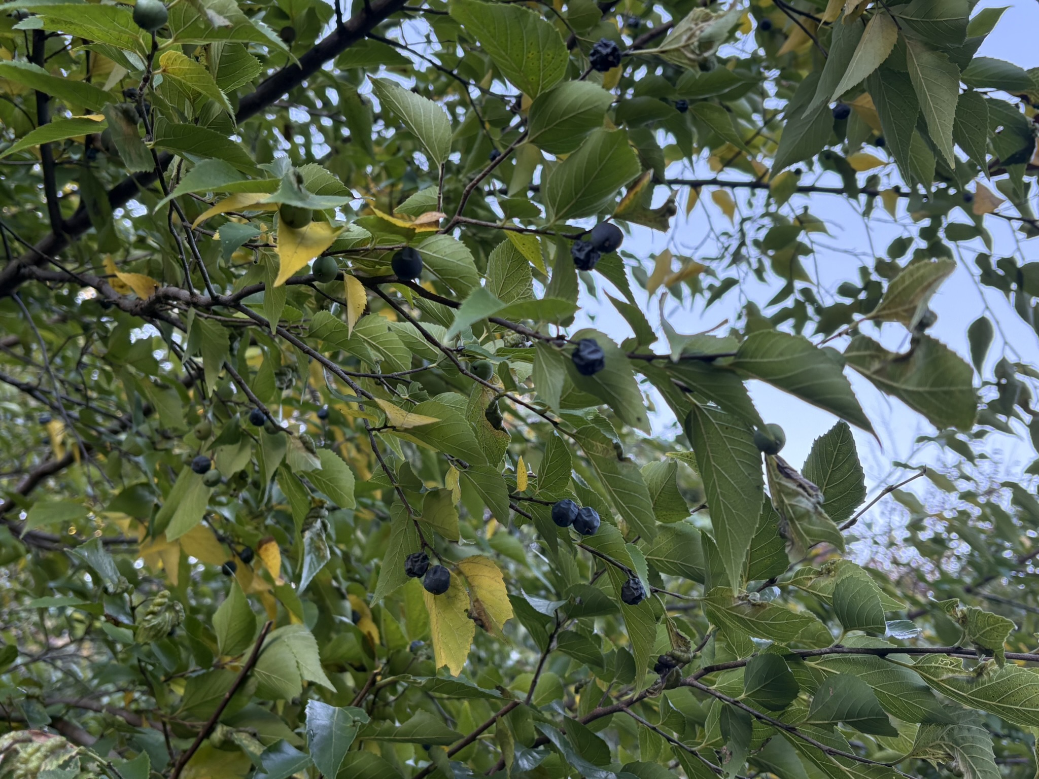 甘酸っぱいムクノキの実 2025-11-10