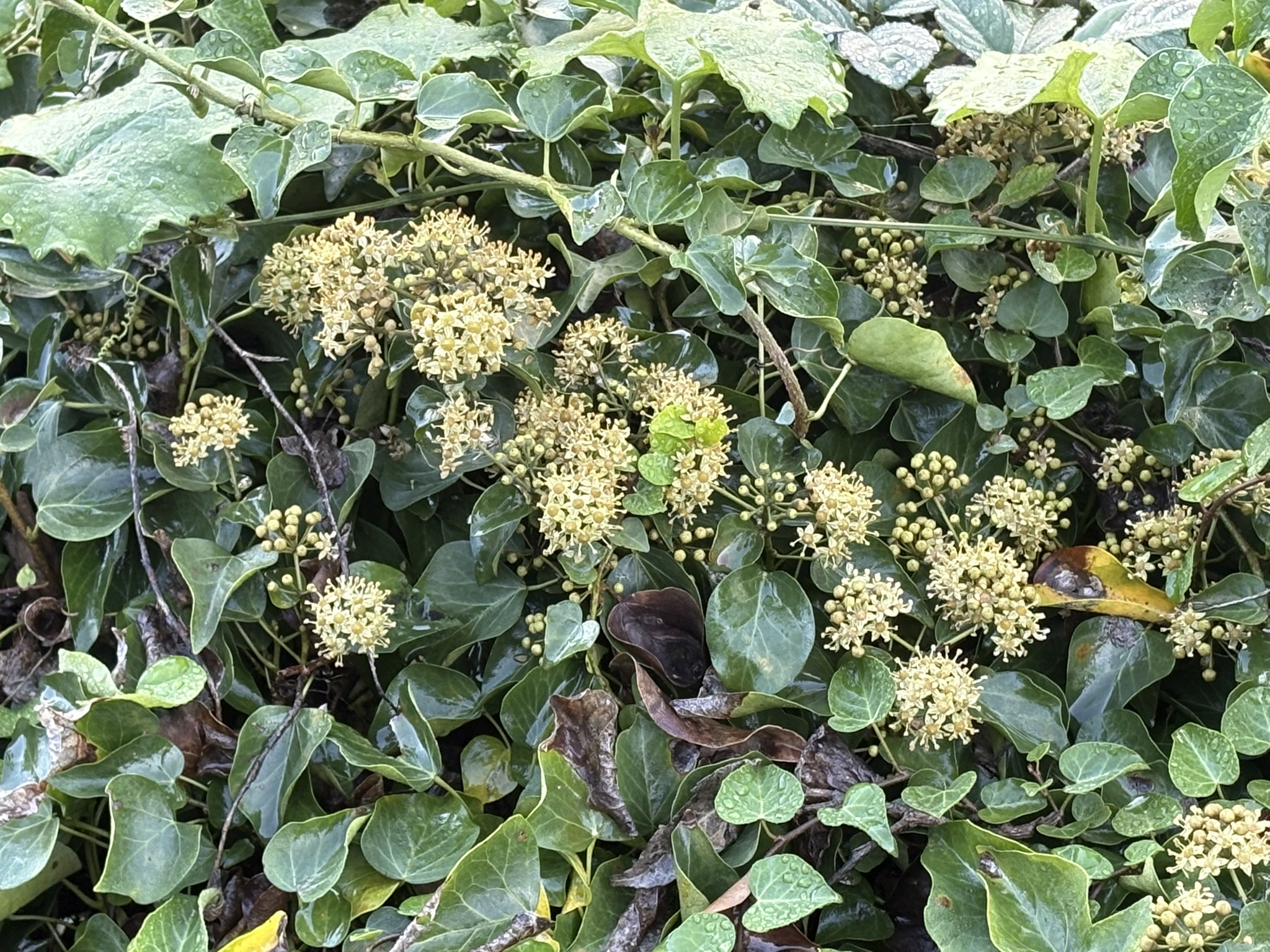 花が咲くと存在感が出るキヅタ 2025-11-10