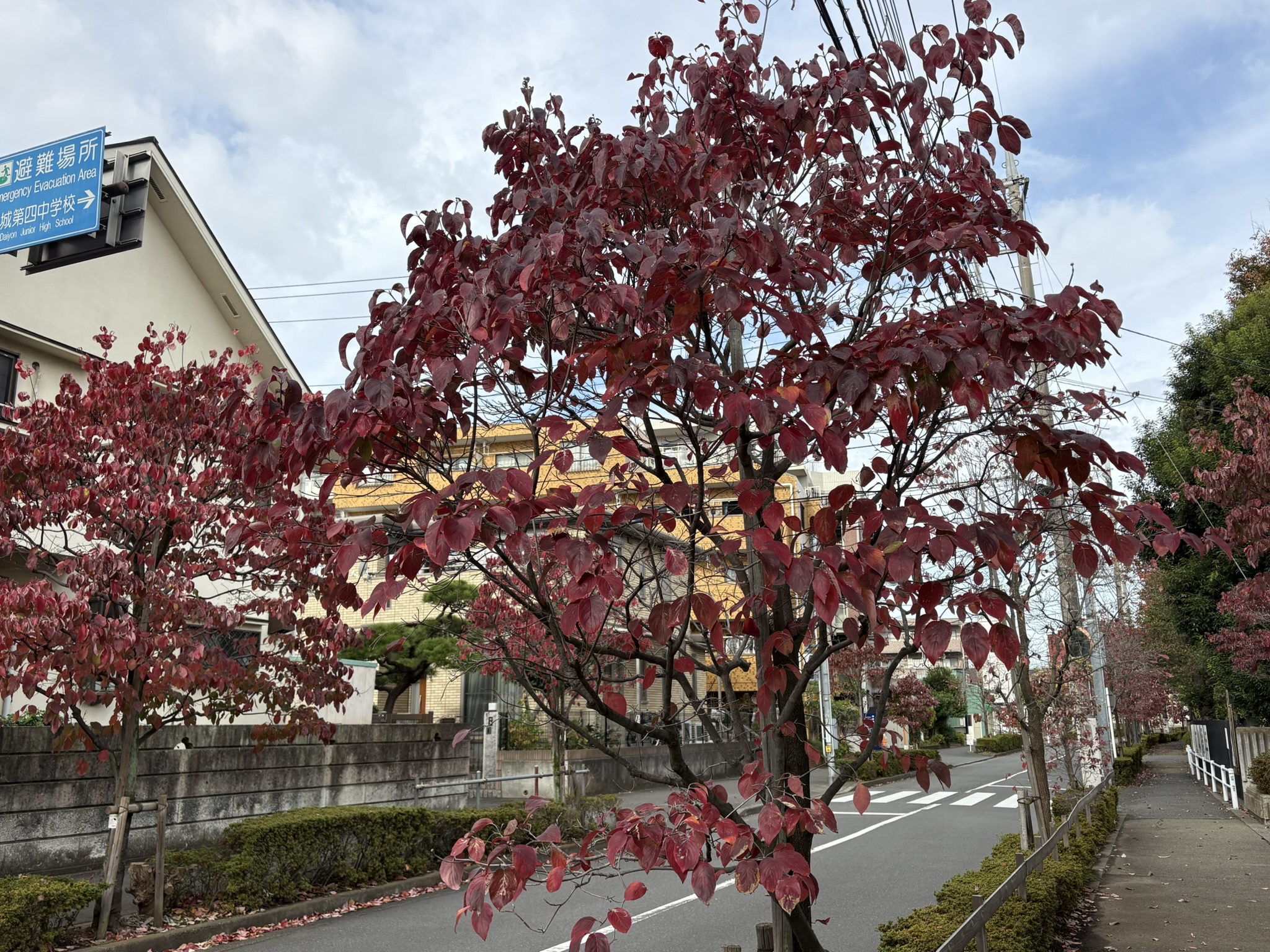 四中通りのハナミズキの紅葉 2025-11-11