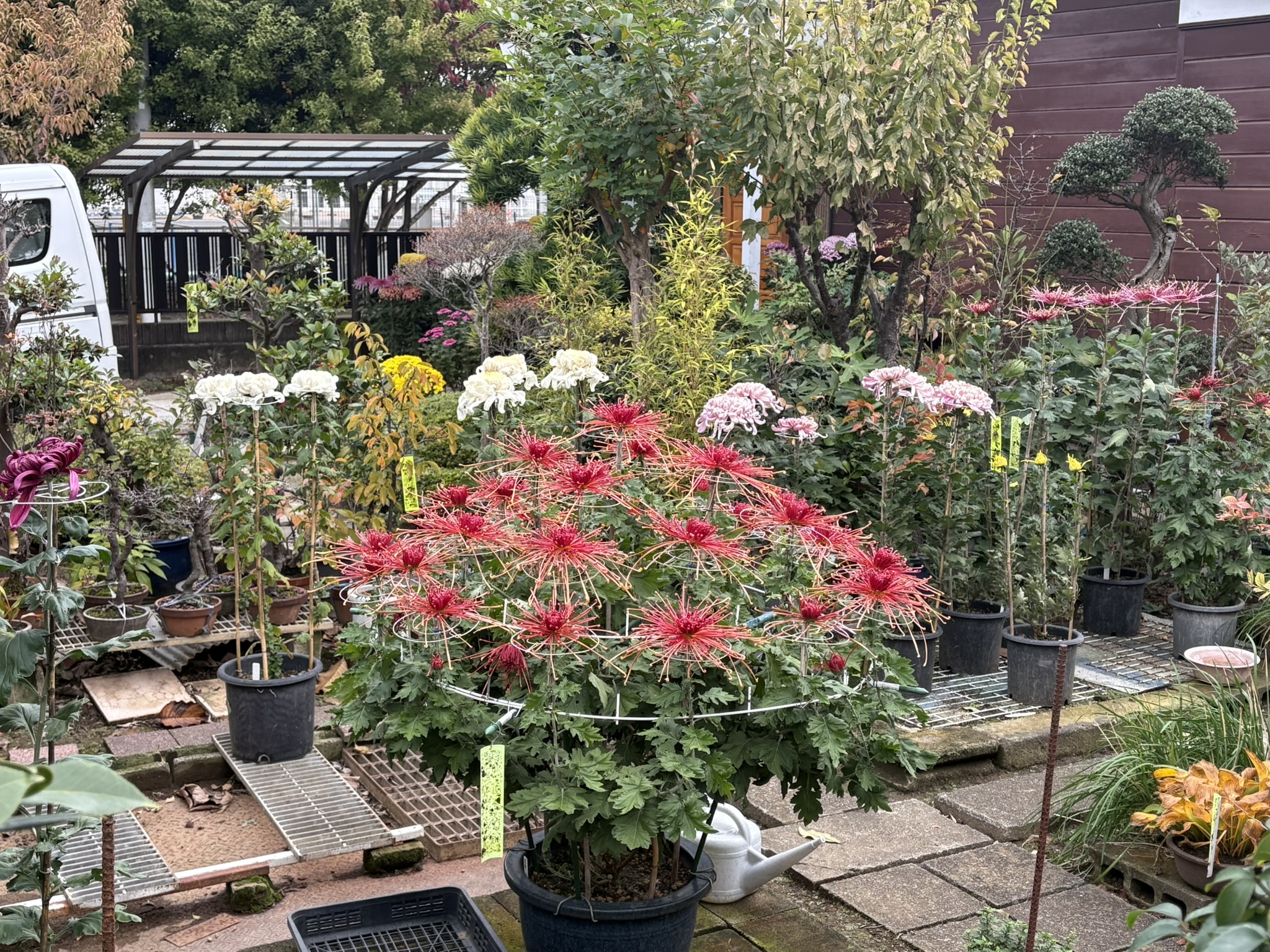 この季節キクの名園といえば 2025-11-11