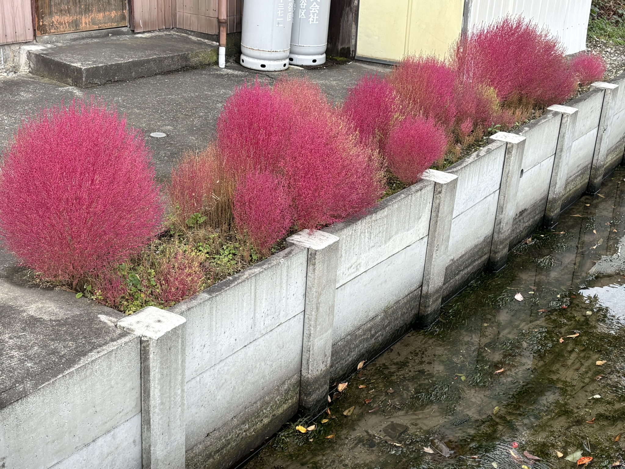 きれいに並んだ北堀のコキア 2025-11-11