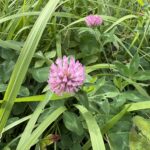 11-11murasakitumekusa