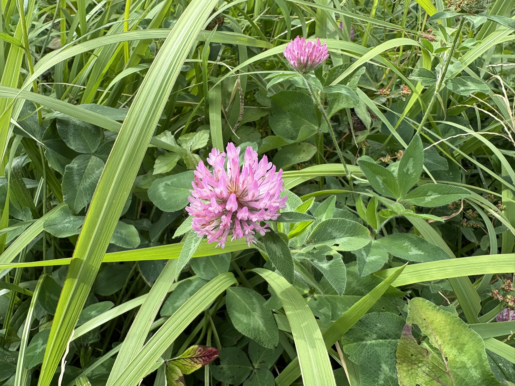 11月でも咲くムラサキツメクサ 2025-11-11