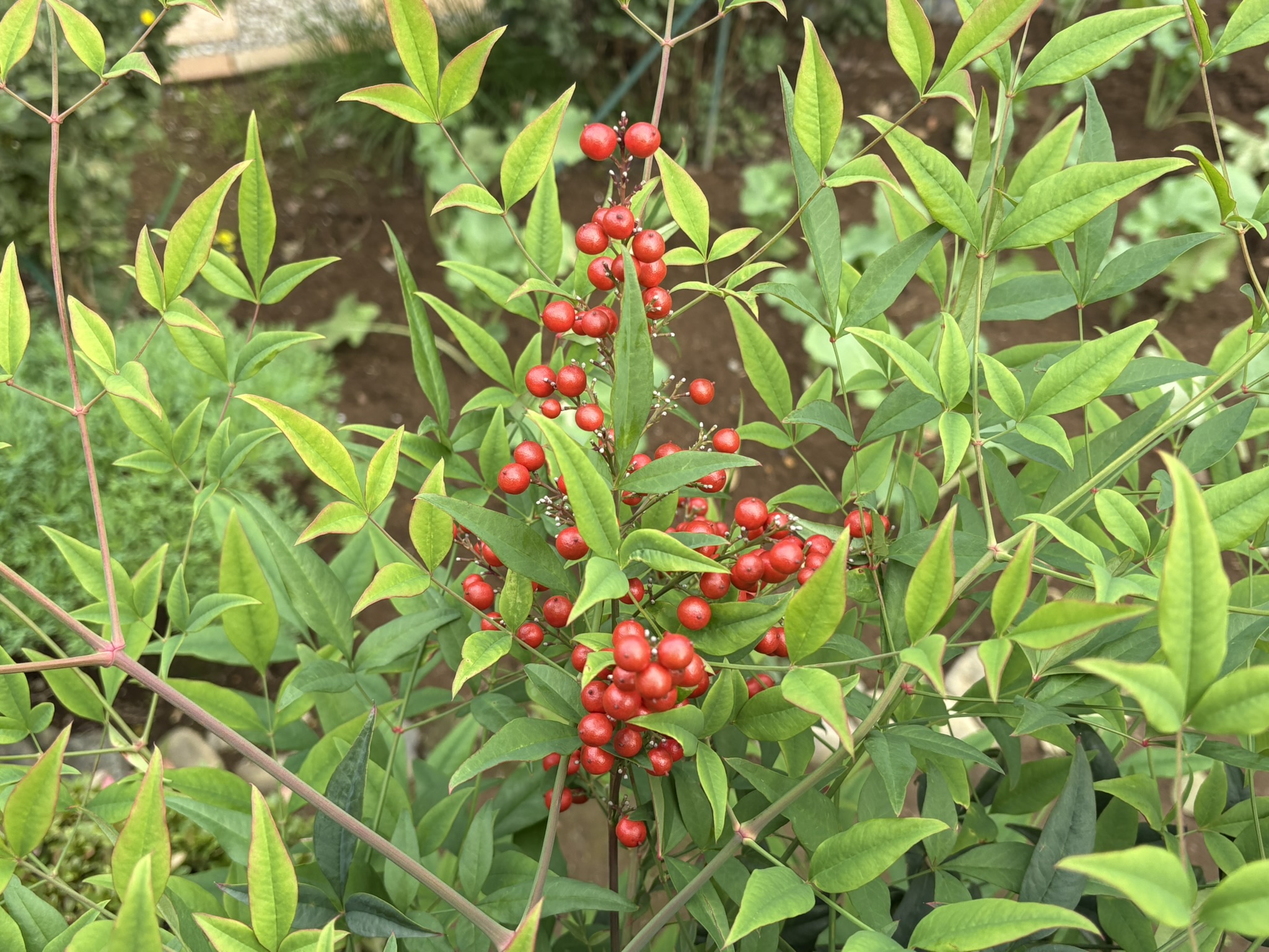 真っ赤に色づくナンテンの実 2025-11-11