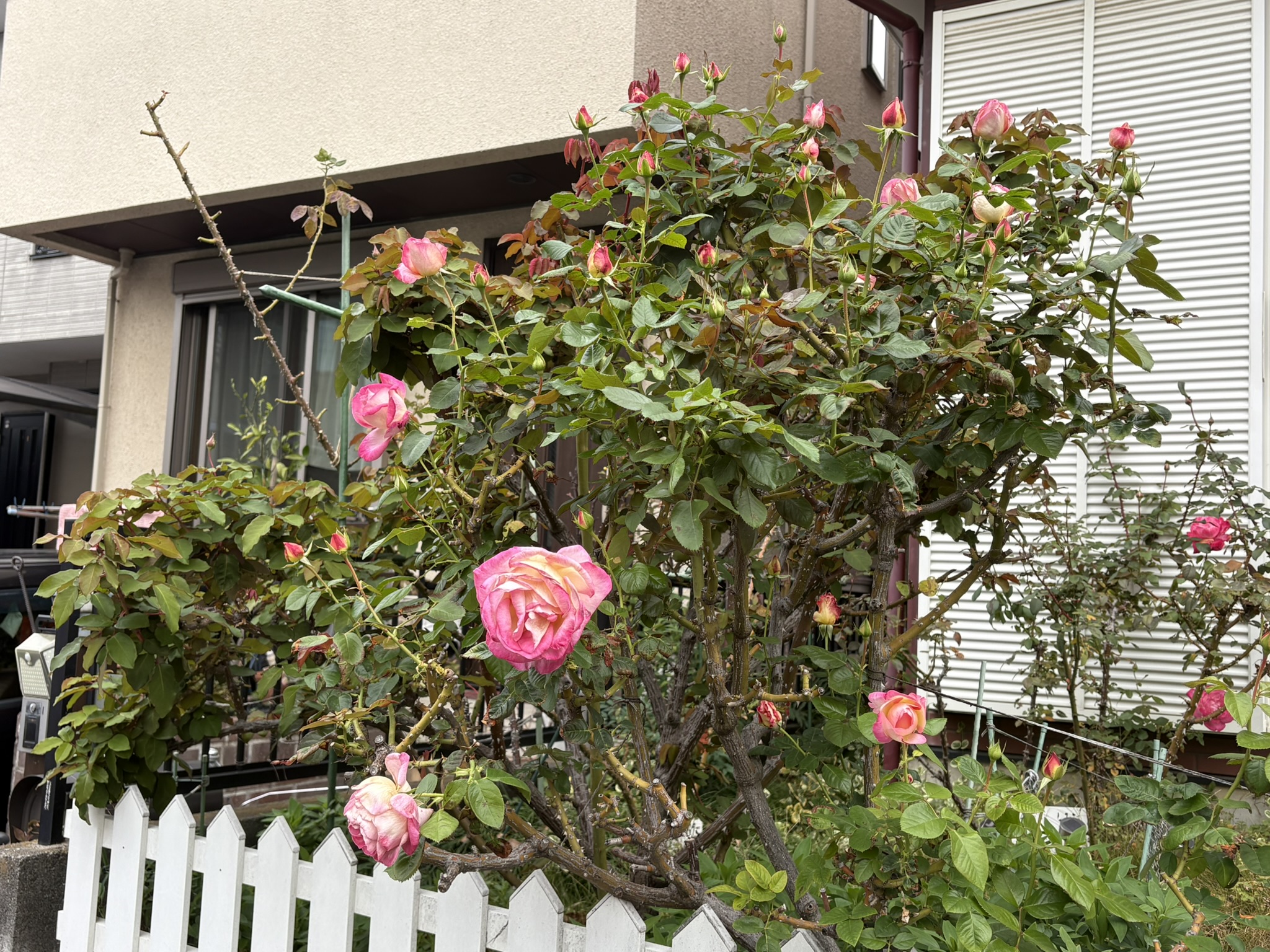 秋のバラは哀愁を感じる 2025-11-11