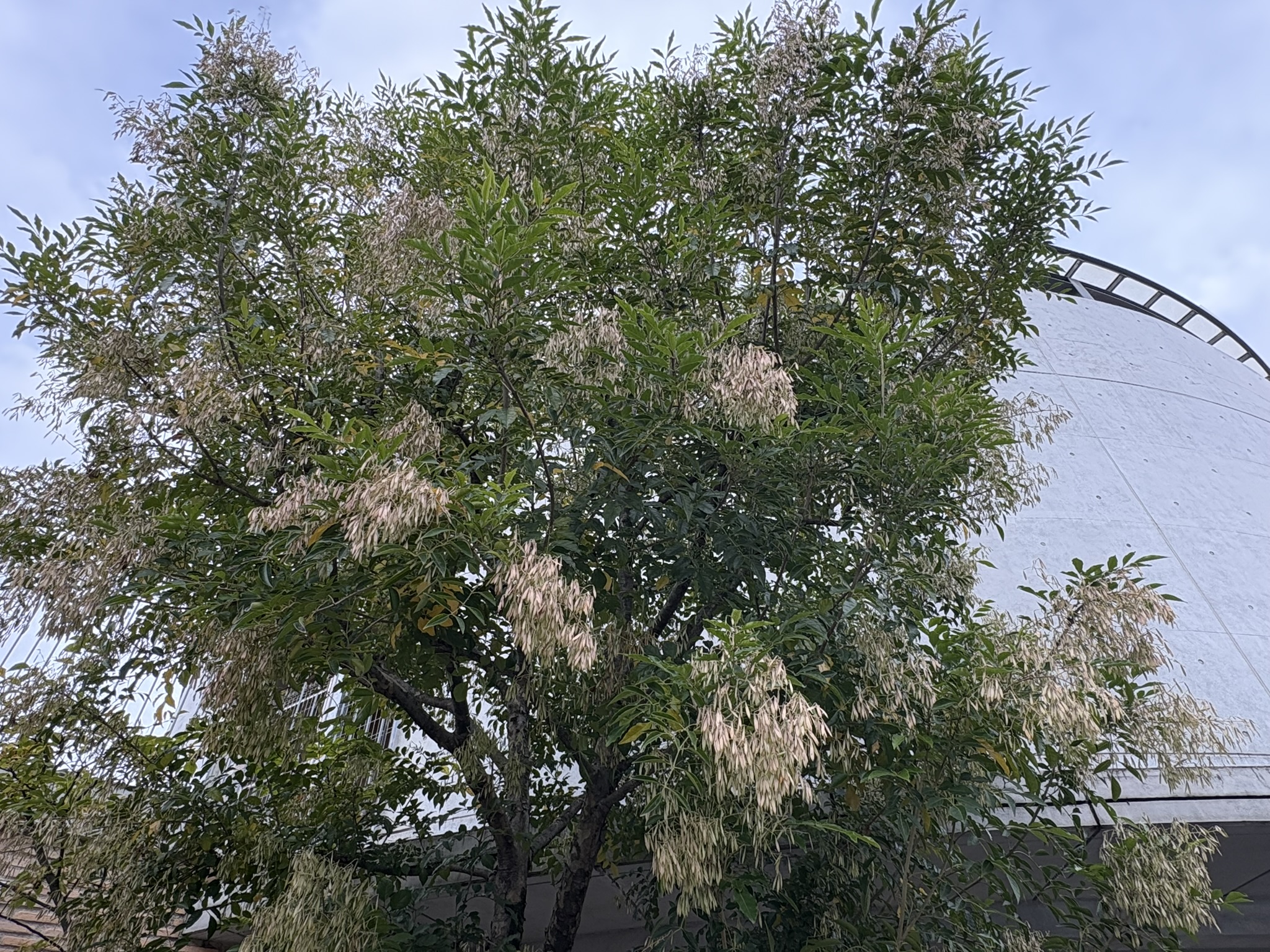 花のようにも見えるシマトネリコの翼実 2025-11-11