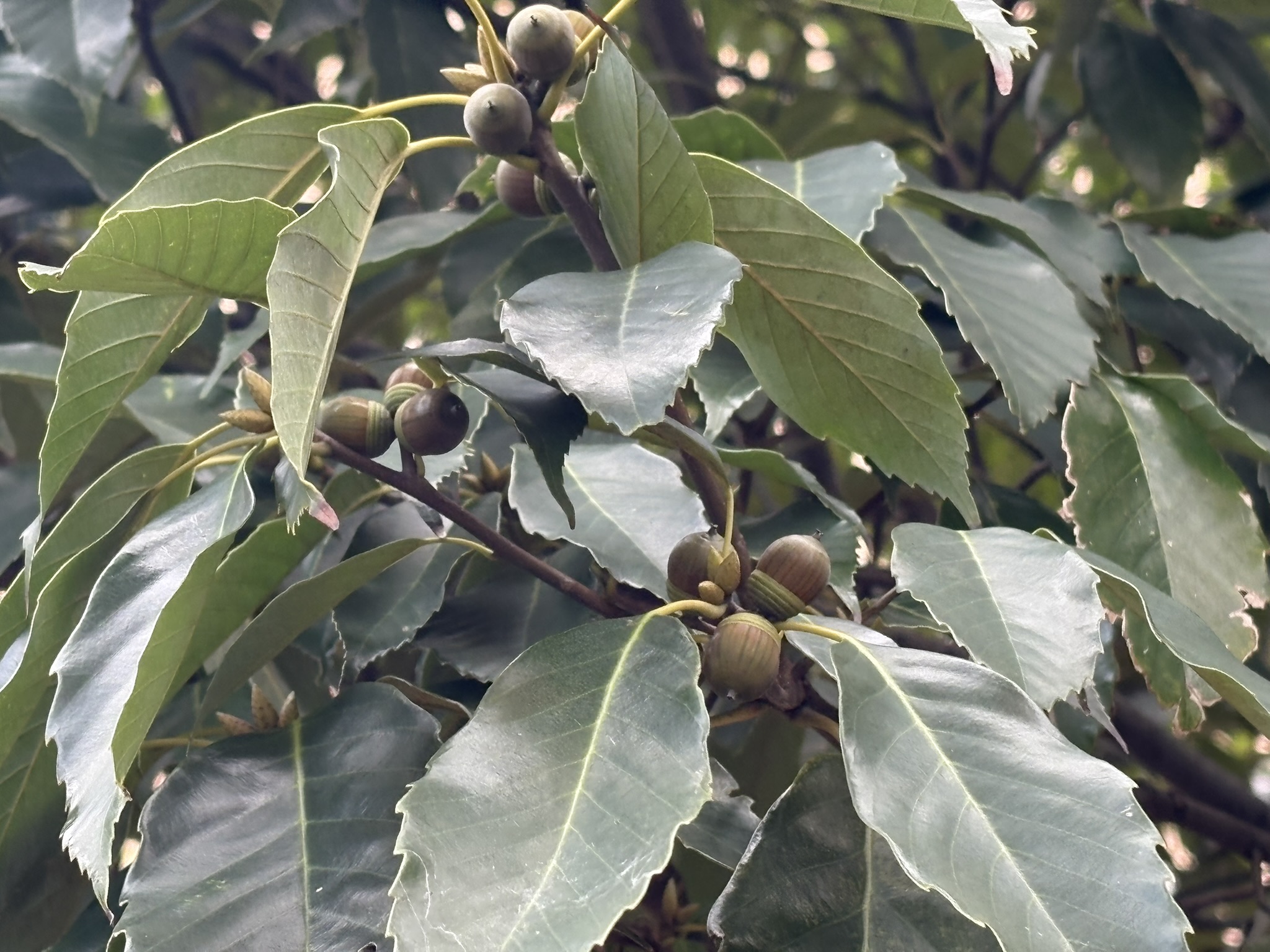 青葉幼稚園前のアラカシのどんぐり 2025-11-12