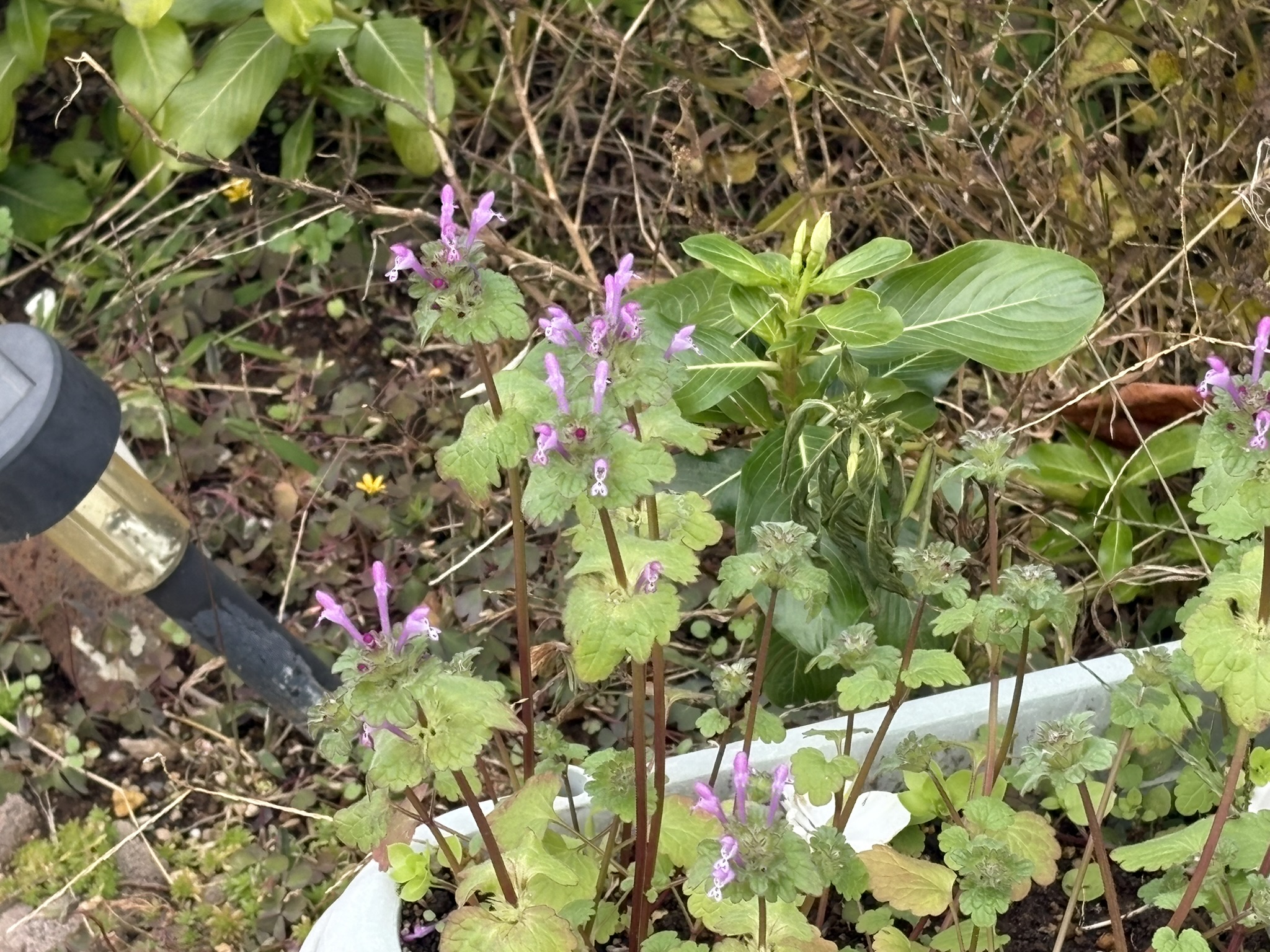 秋にも咲くホトケノザ 2025-11-12