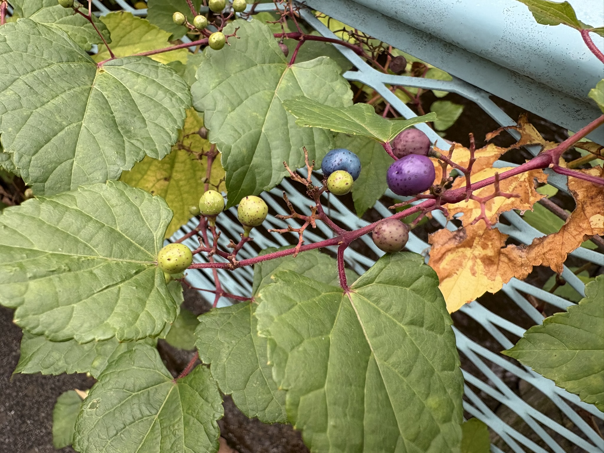 清水川のノブドウ 2025-11-12