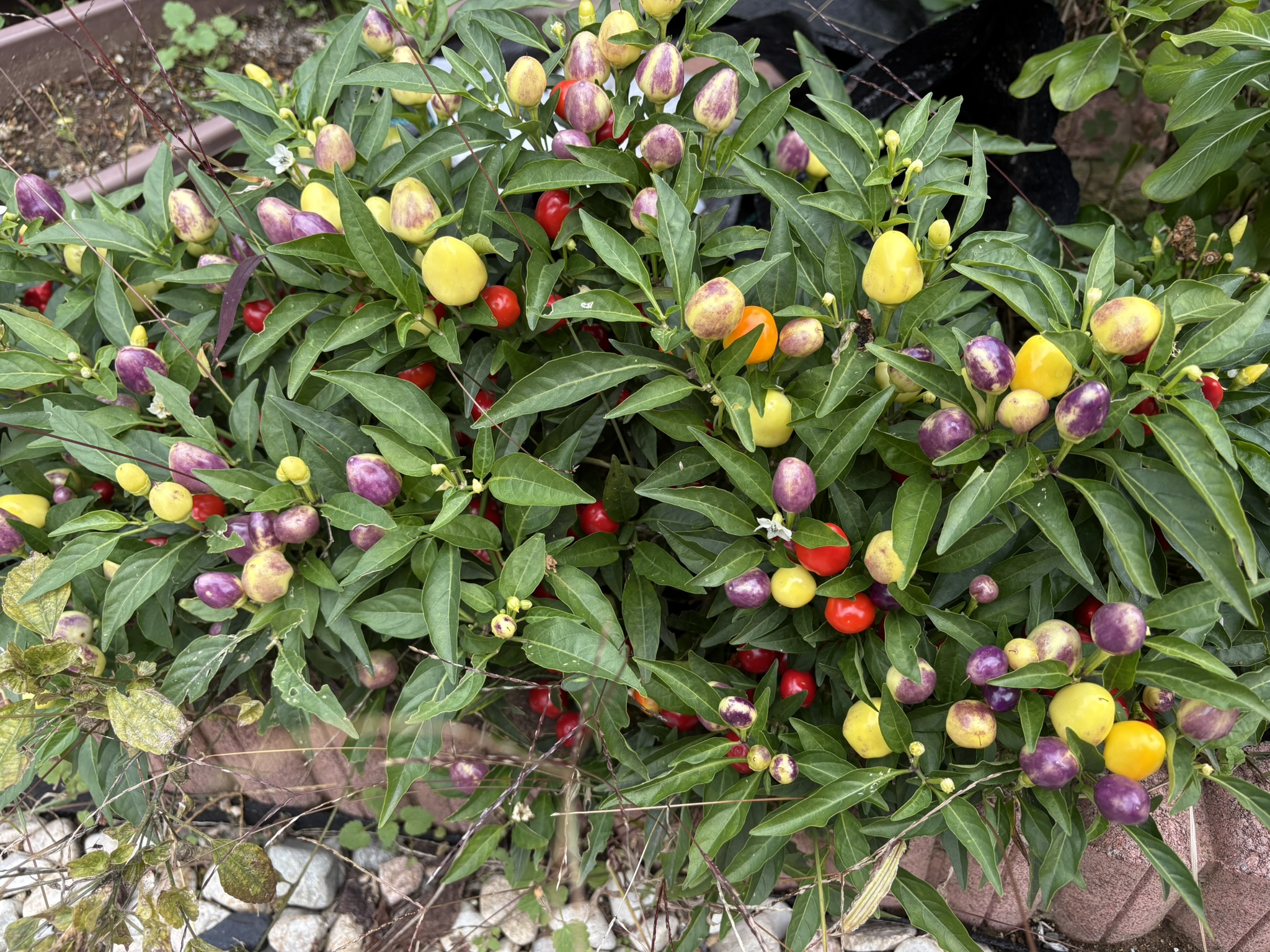 カラフルな観賞用トウガラシ 2025-11-12