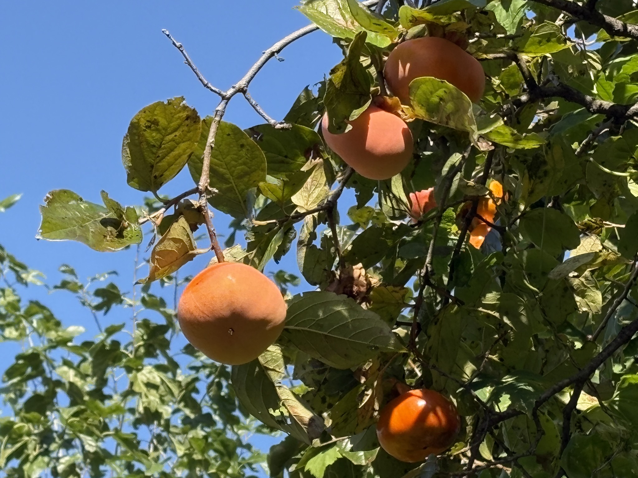 住宅街の中のカキ畑 2025-11-14