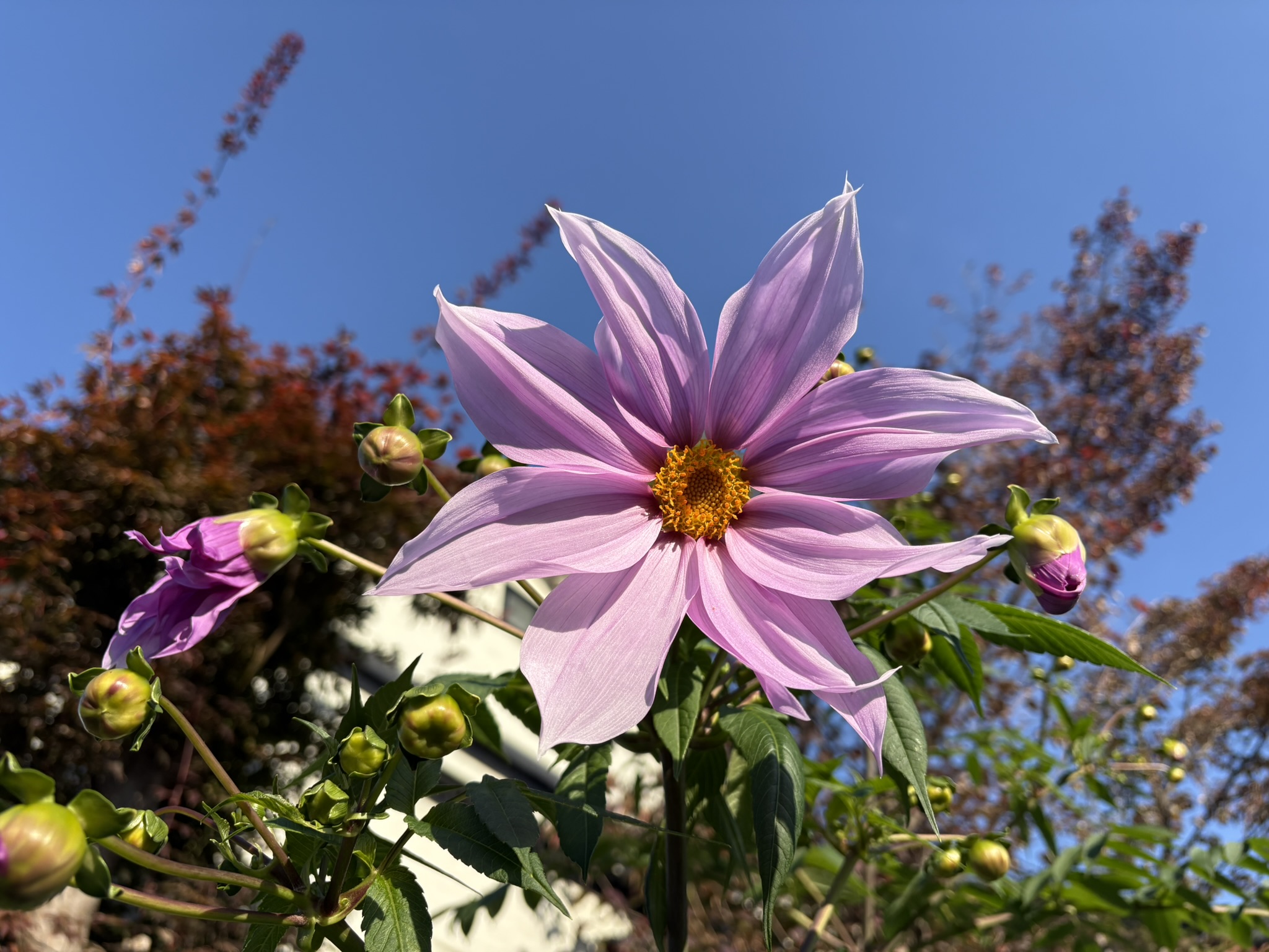 コウテイダリアの咲く季節になりました 2025-11-16