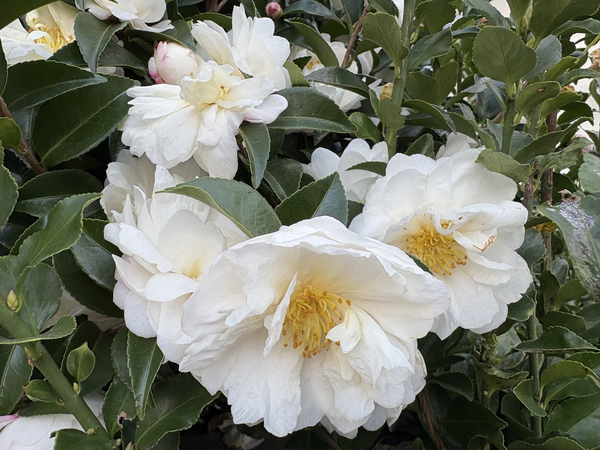 サザンカ満開に 2025-11-18