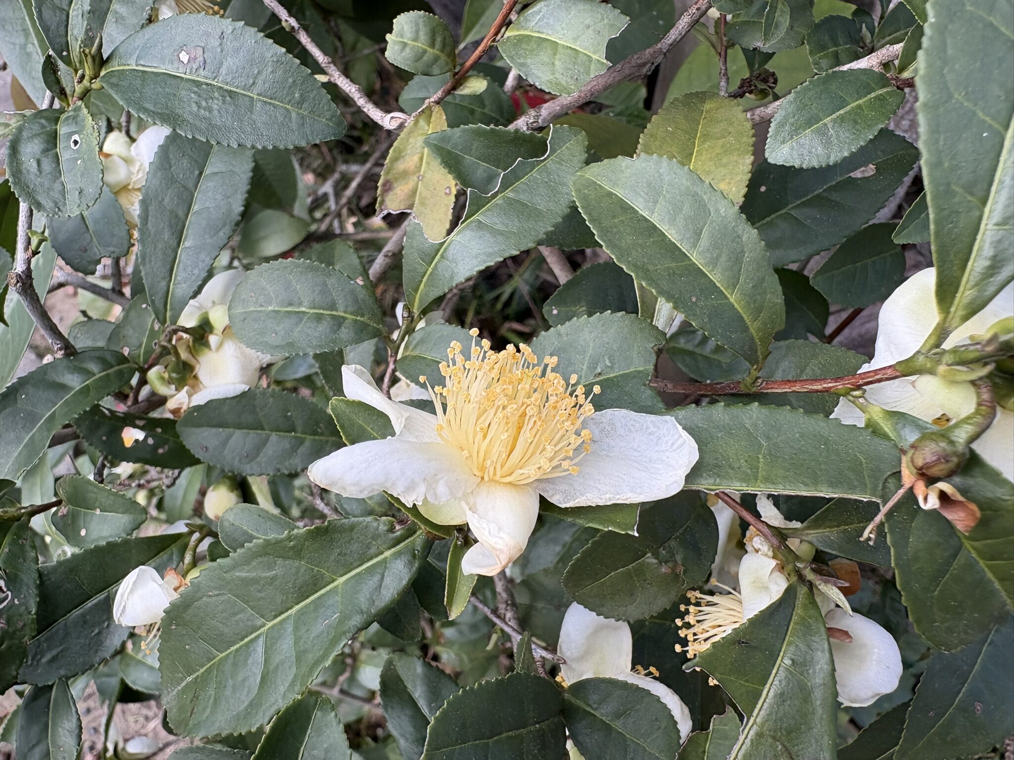 チャノキの花が満開です 2025-11-19