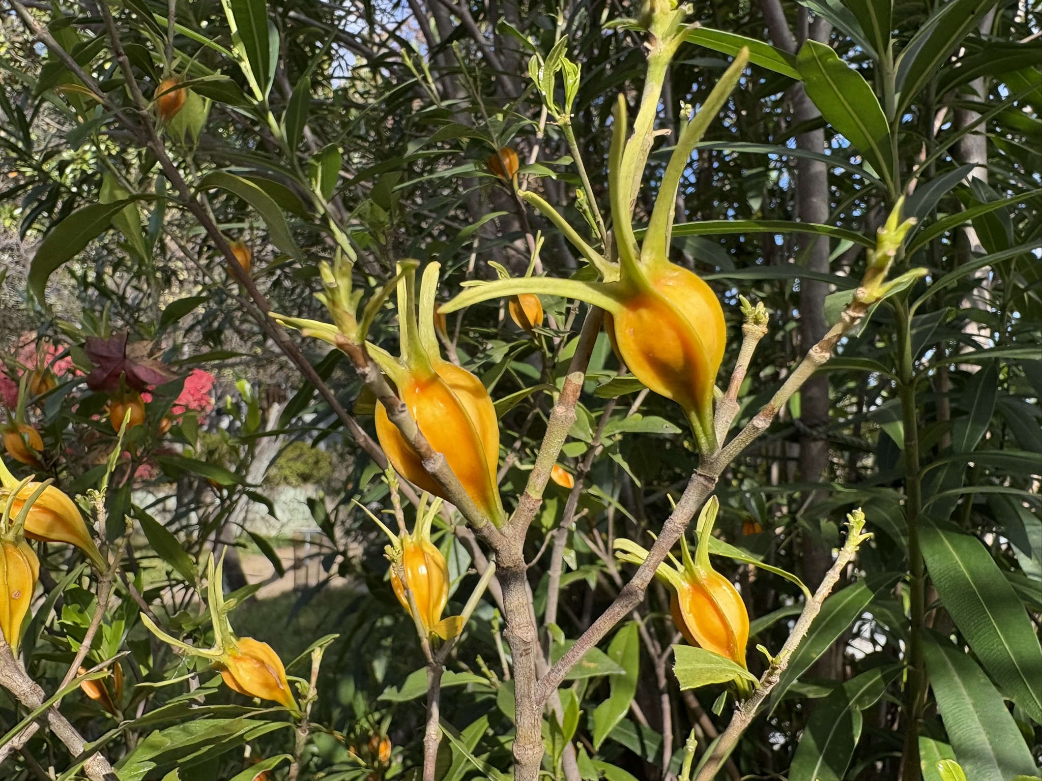 栗きんとんの色付けになるクチナシの実 2025-11-19