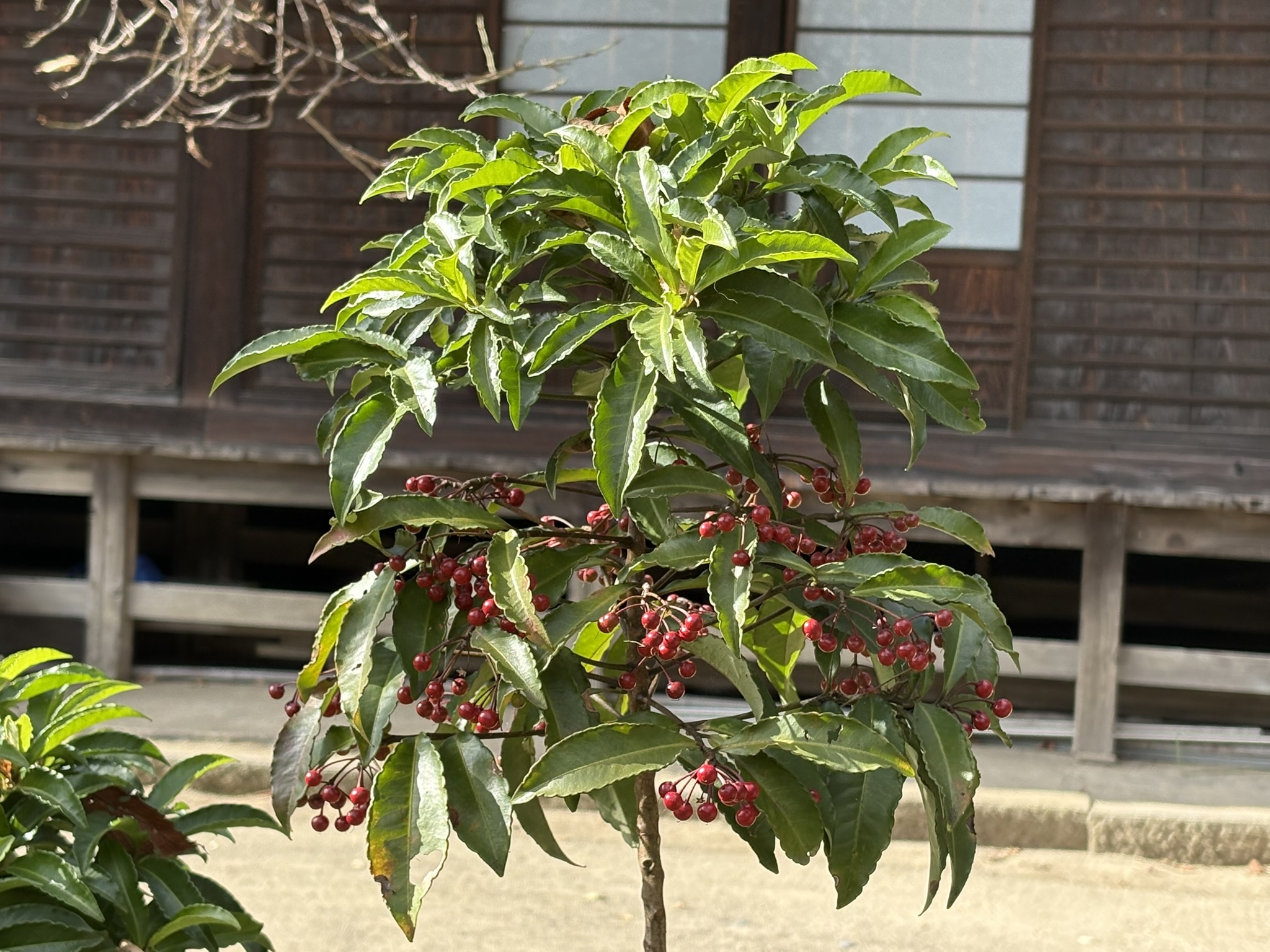 妙覚寺のマンリョウの実 2025-11-19