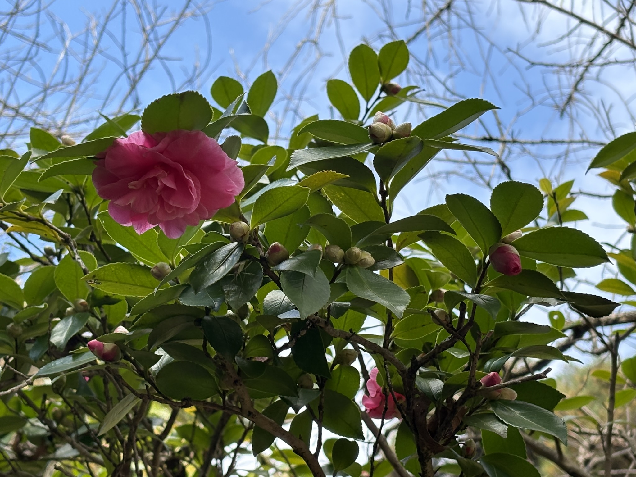 妙覚寺のサザンカ 2025-11-19