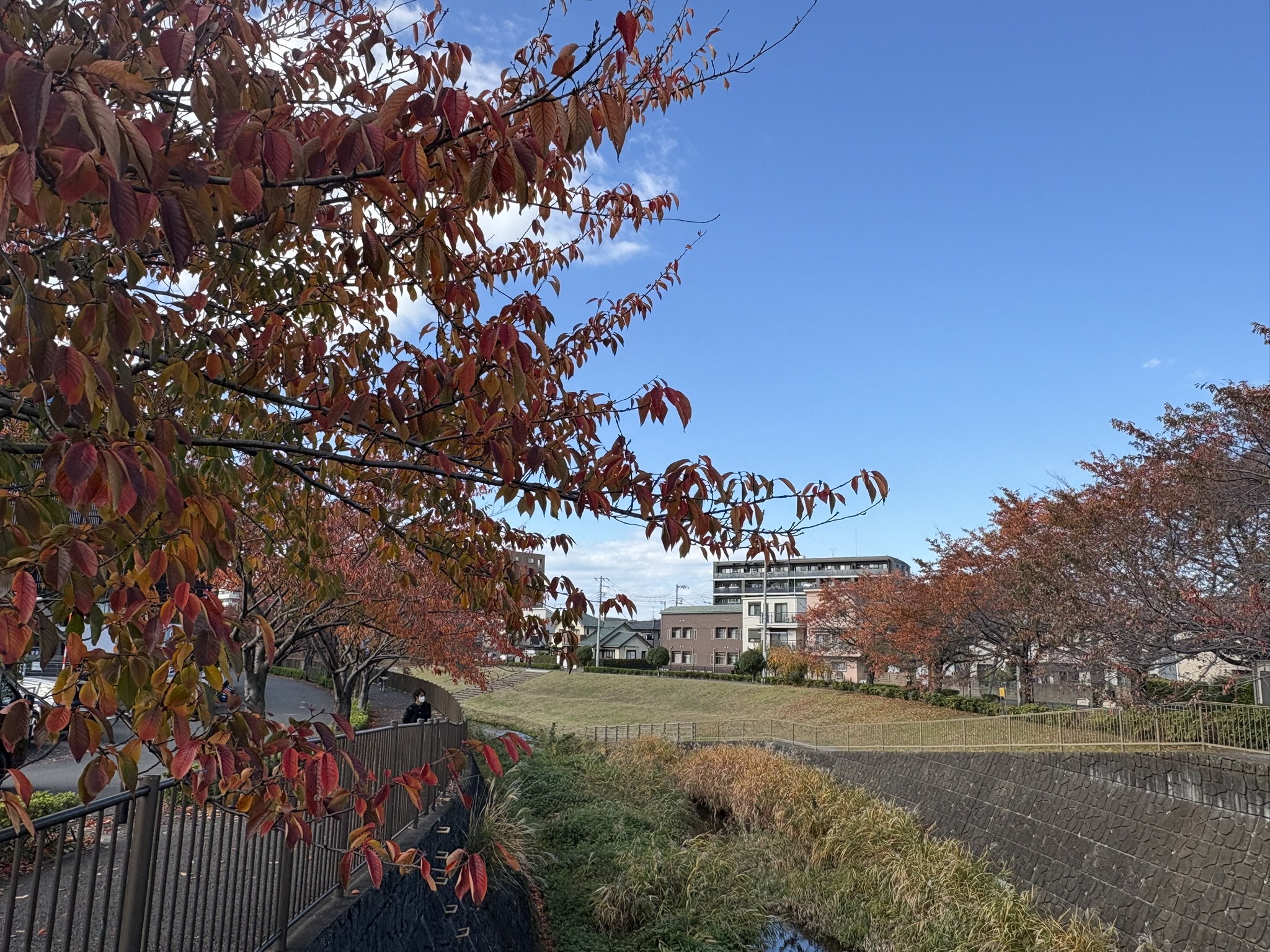 三沢川のソメイヨシノの紅葉 2025-11-19