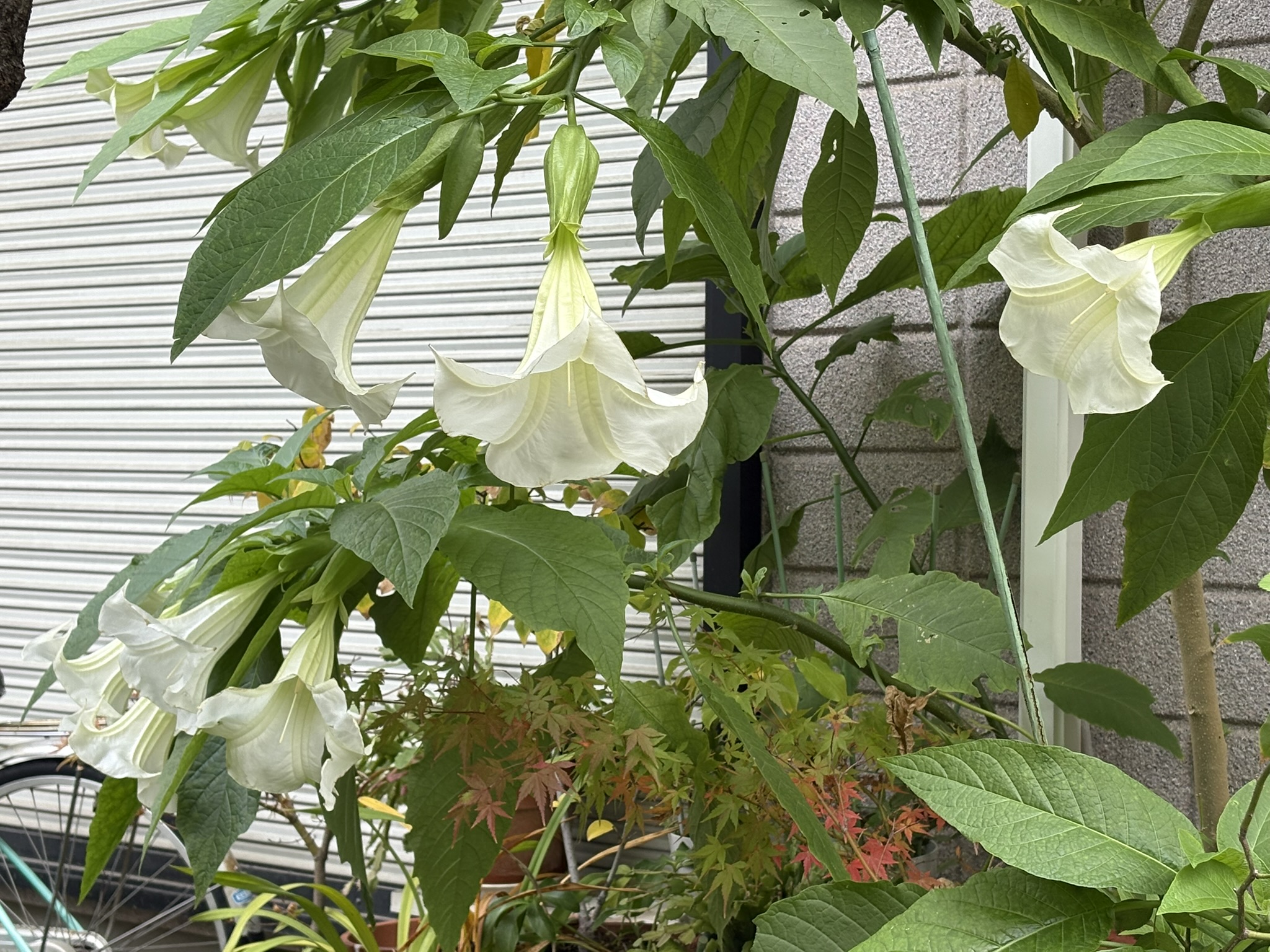 白のエンジェルトランペット 2025-11-20
