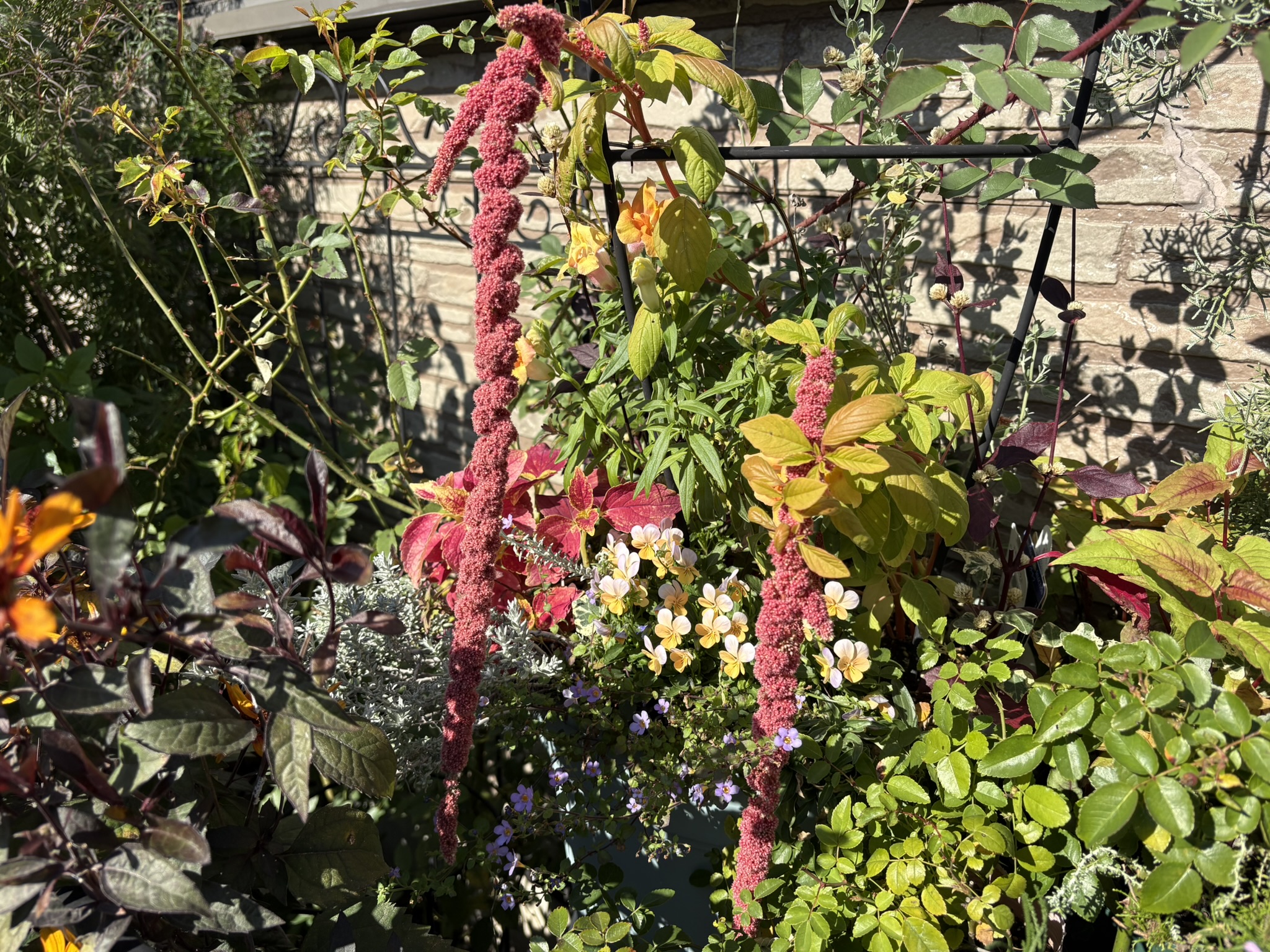 見たまんまの名前ヒモケイトウ 2025-11-20