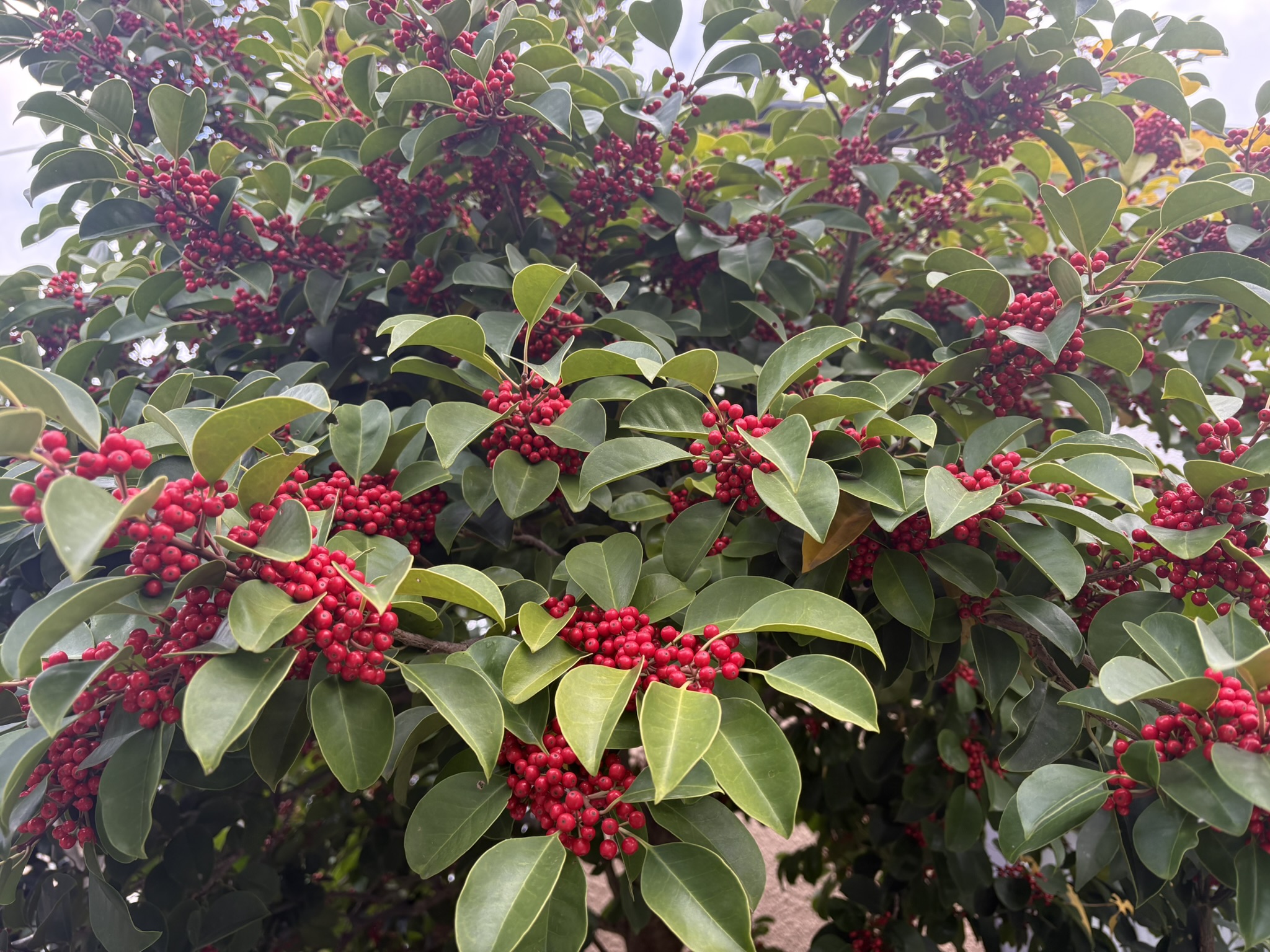 深紅に染まったクロガネモチの実 2025-11-20