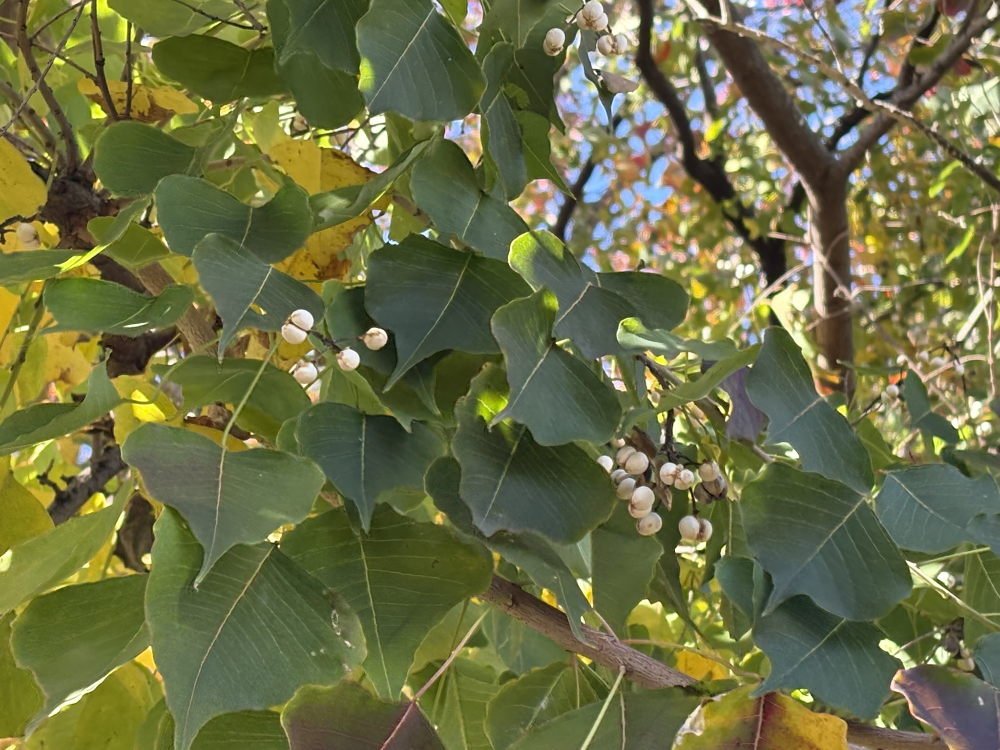 蝋の原料になるナンキンハゼの実 2025-11-20