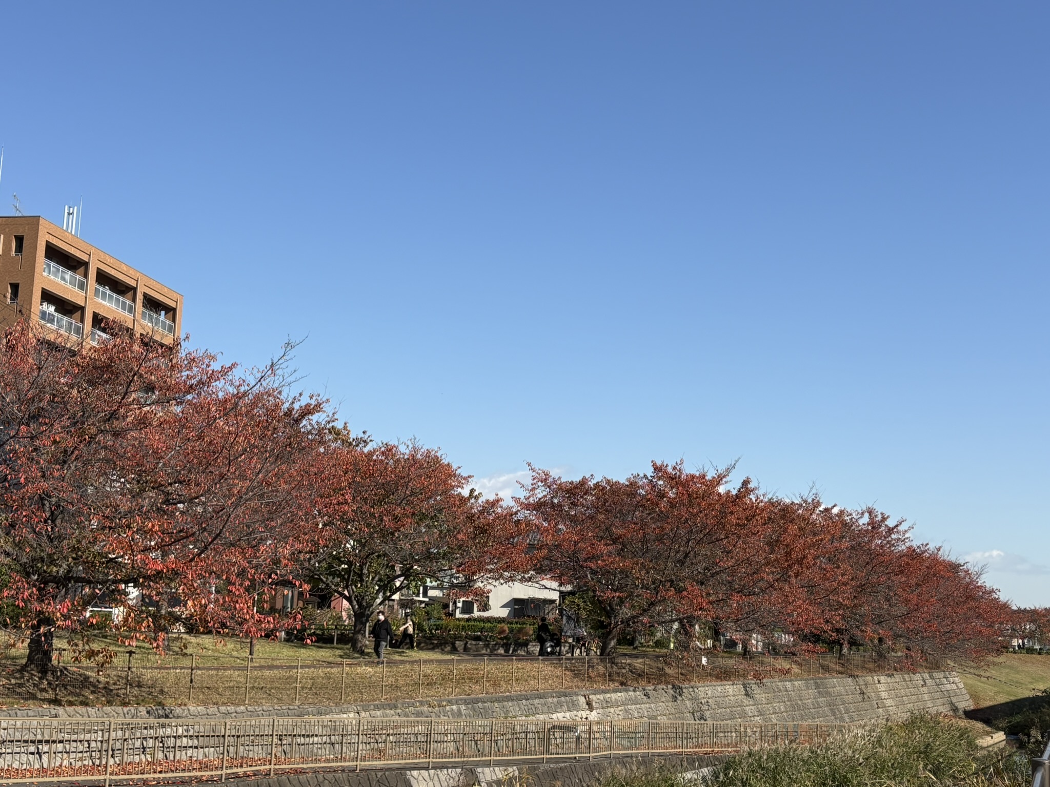 三沢川のソメイヨシノ紅葉が見頃です 2025-11-21