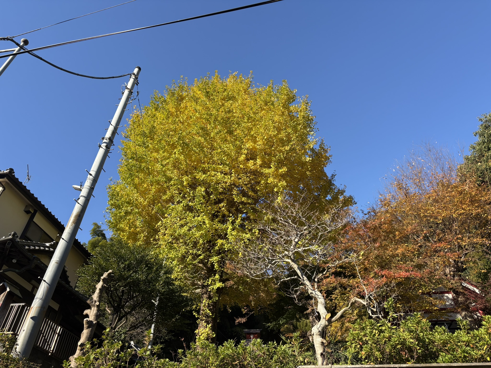 菅薬師堂の一本イチョウ紅葉 2025-11-21