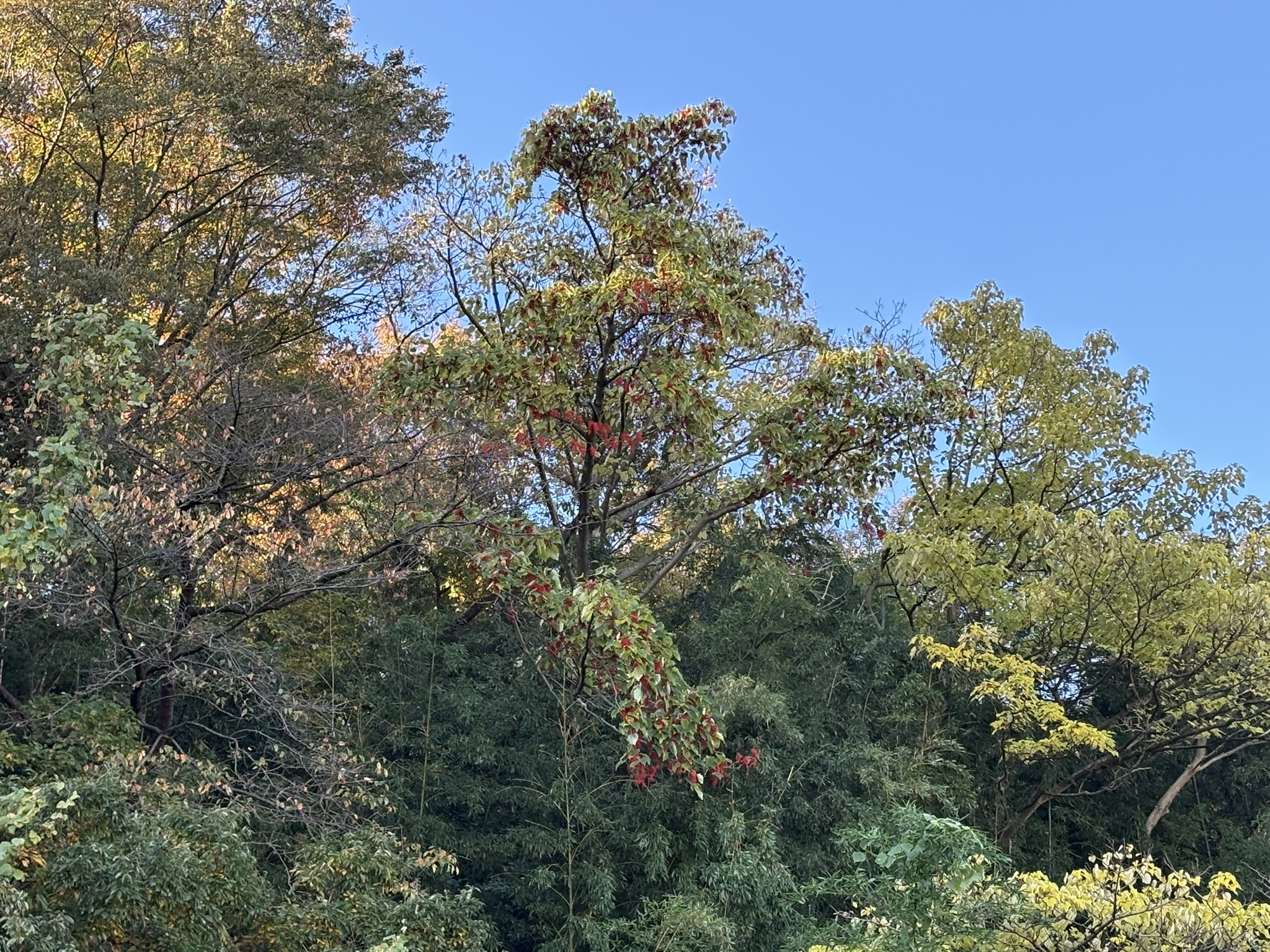 赤い実をつけたイイギリ 2025-11-21