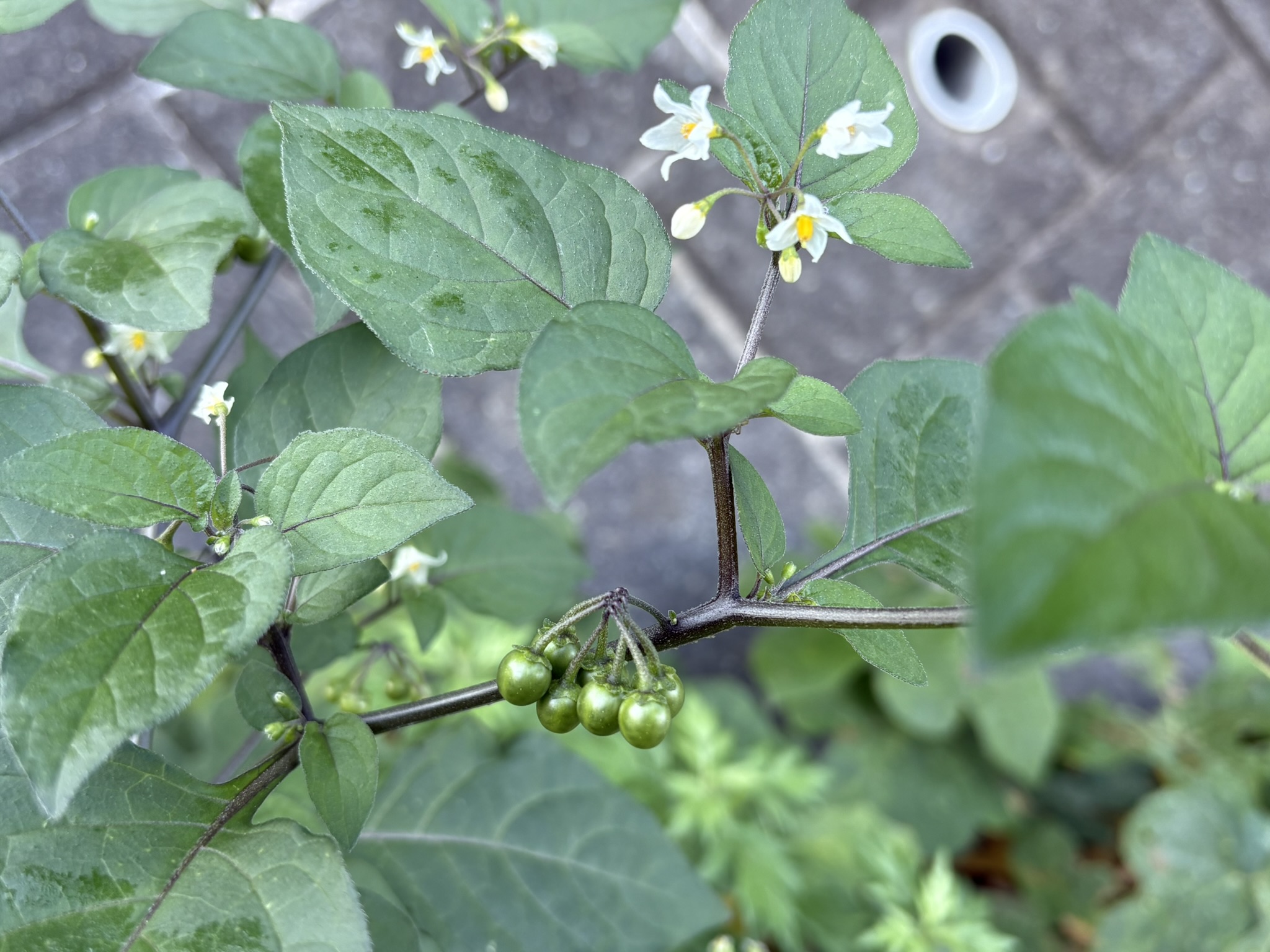 イヌホウズキあるいはバカナス 2025-11-21