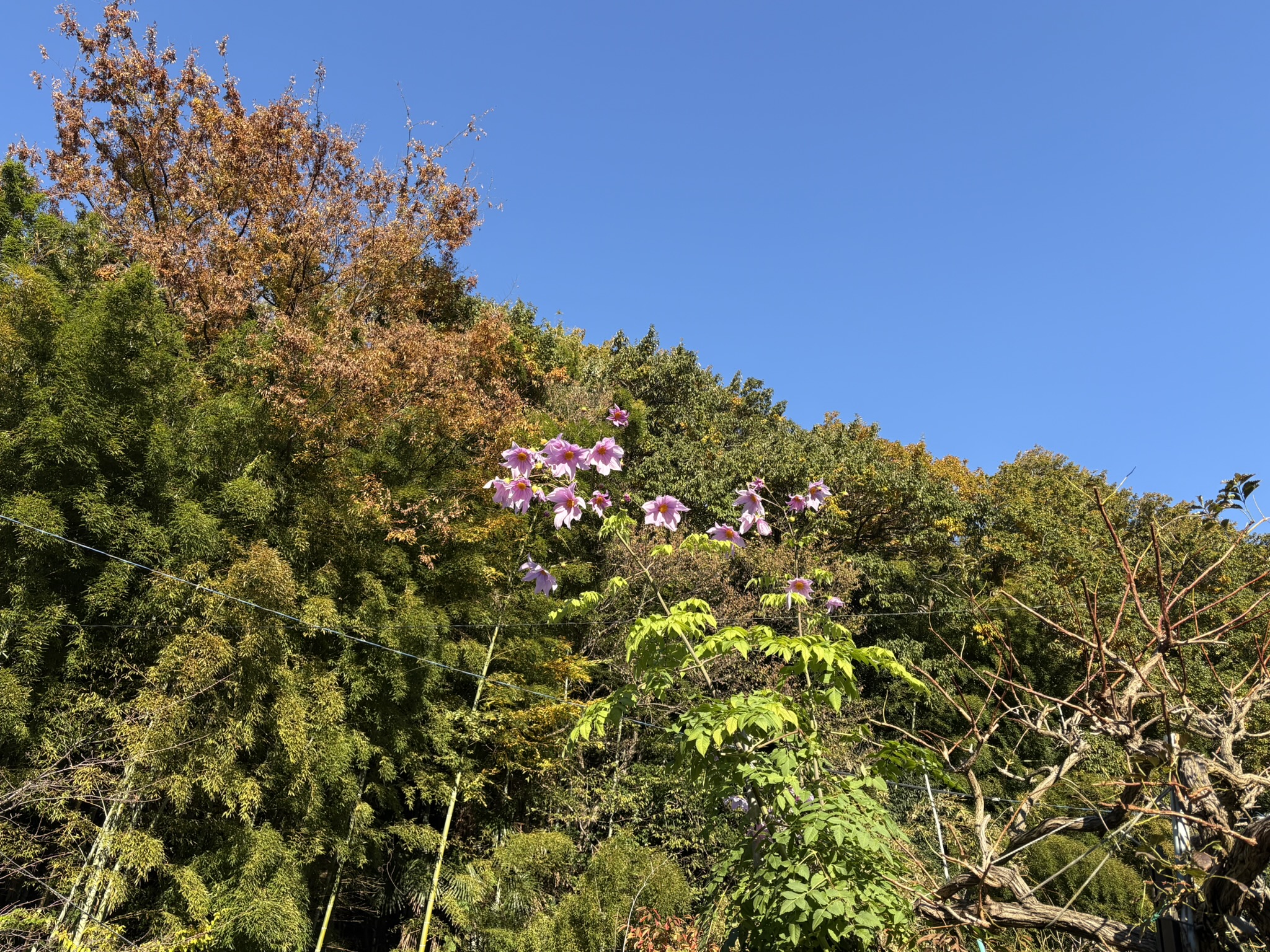 菅北浦のコウテイダリア 2025-11-21