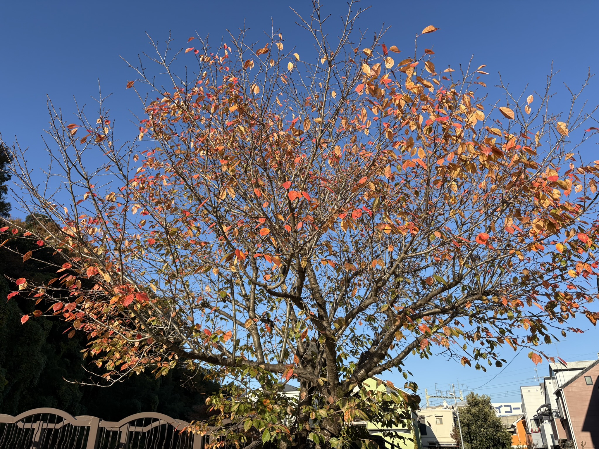 城下橋のオオシマザクラ紅葉 2025-11-21