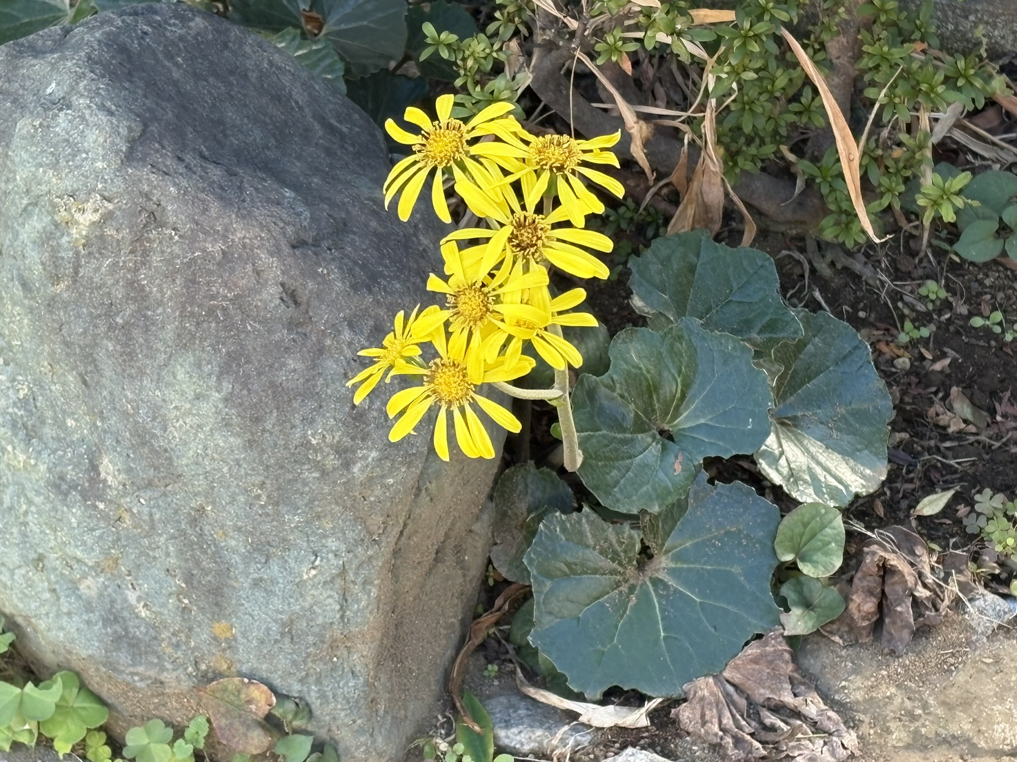 「和」と「冬の到来」を感じるツワブキ 2025-11-21