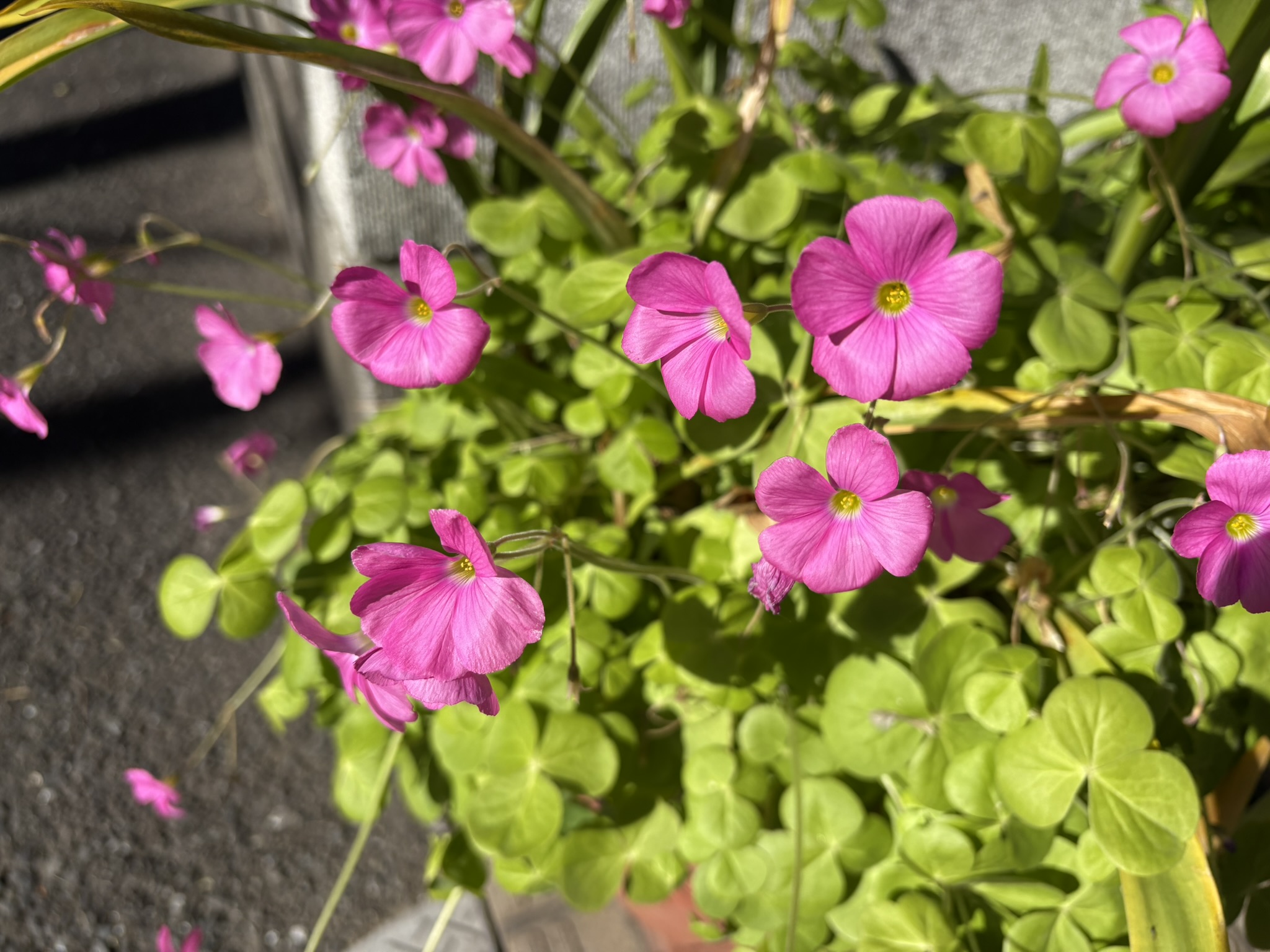 大柄なカタバミはハナカタバミ 2025-11-22