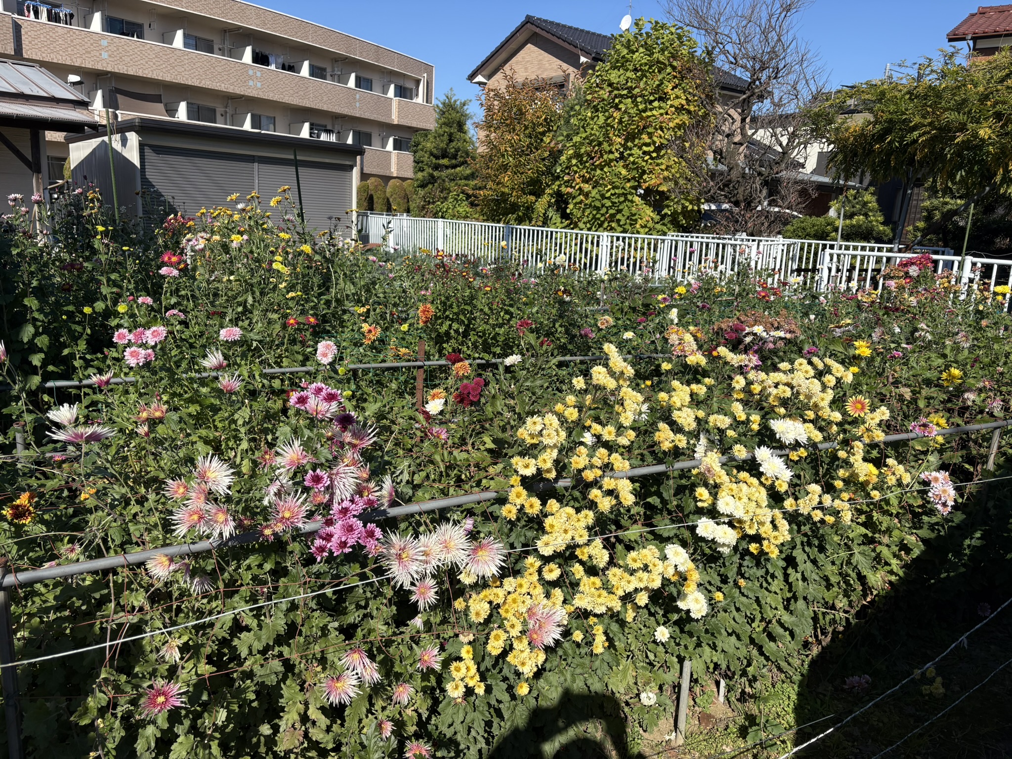 色とりどりのキク畑 2025-11-22