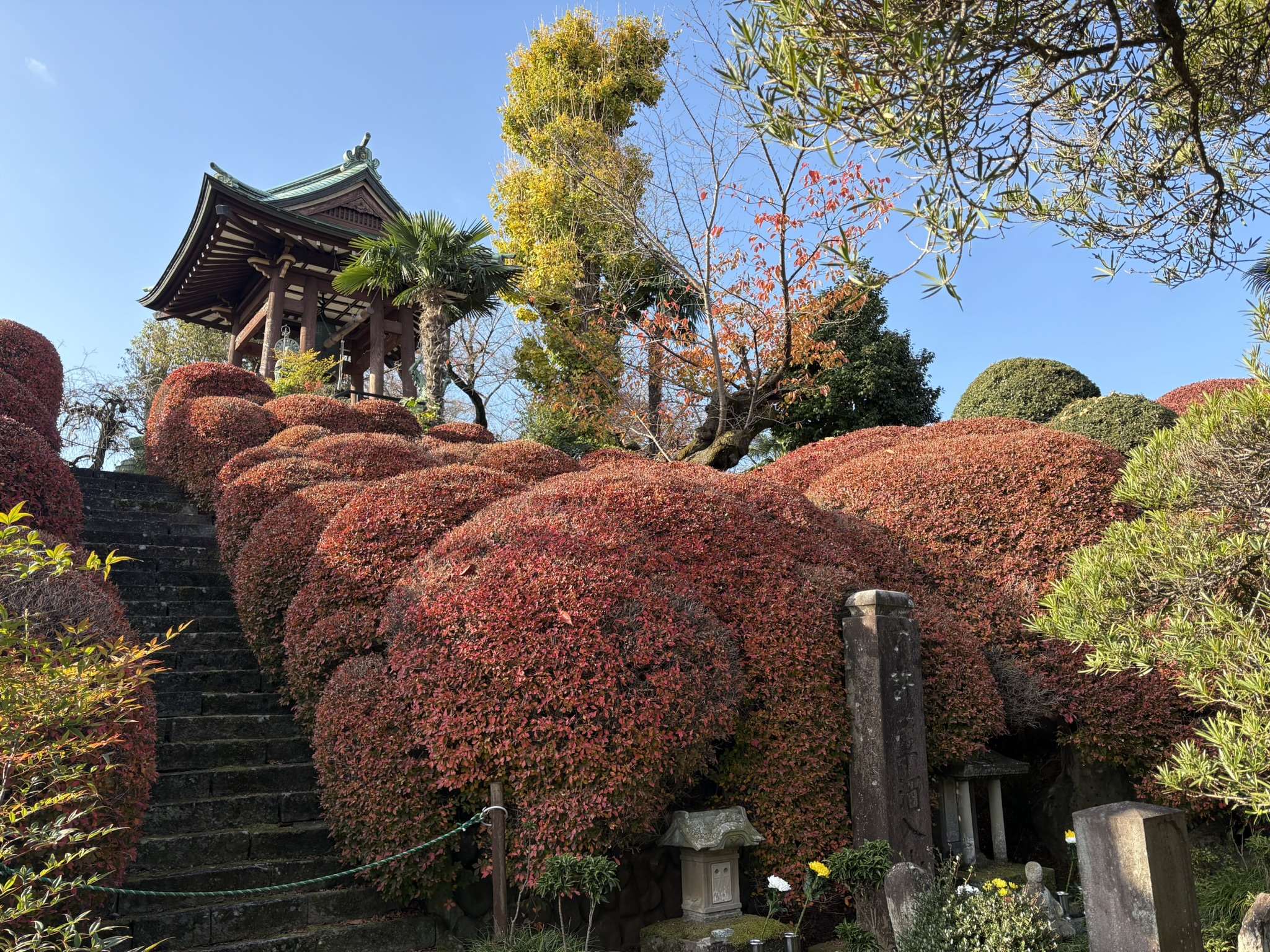 常楽寺サツキの紅葉 2025-11-27