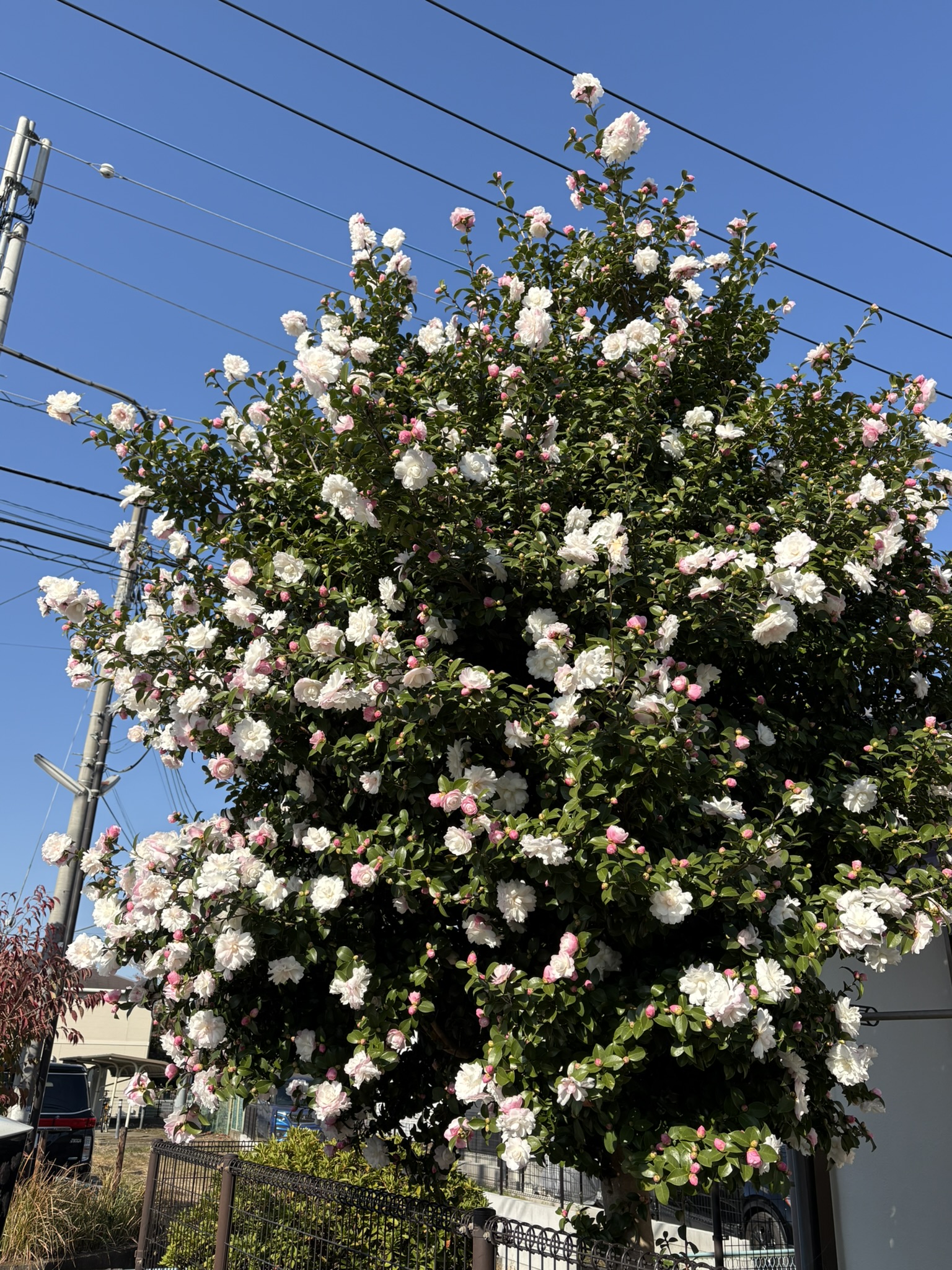 クリスマスツリーと見紛うサザンカの名木 2025-11-27