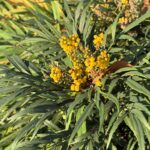 11-28hosobahiiraginanten