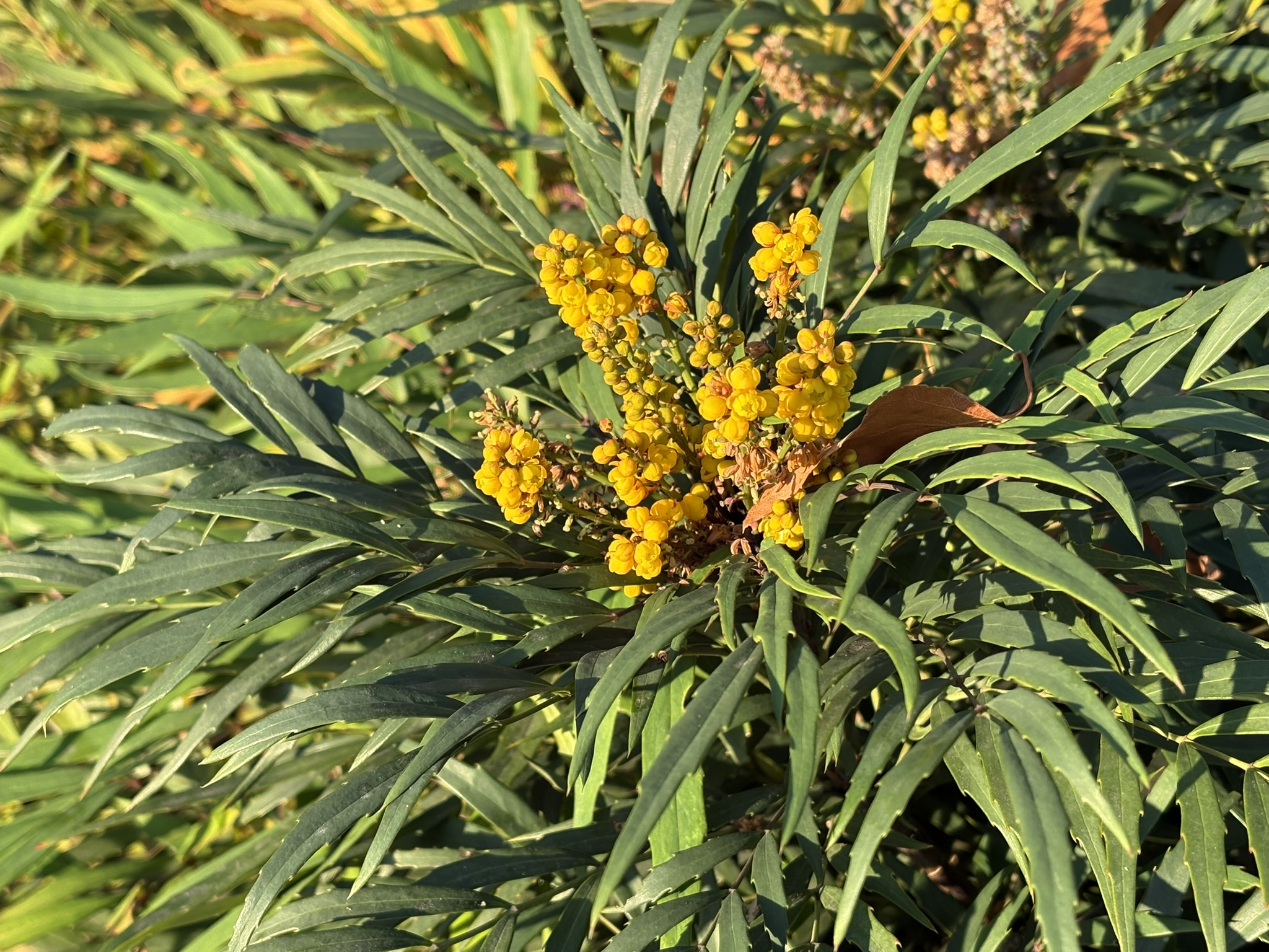 11-28hosobahiiraginanten