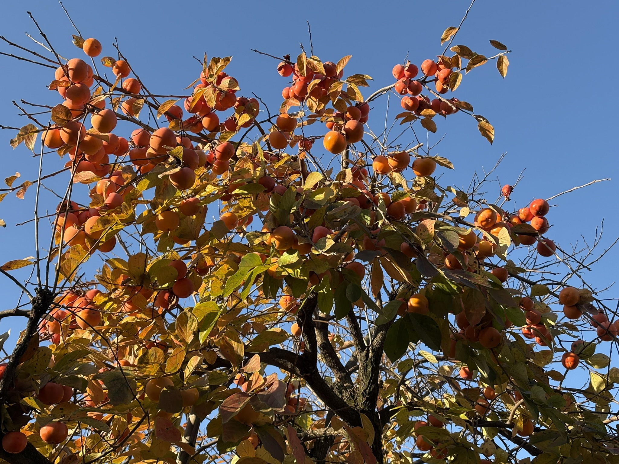 富士通のカキの木に実が多い理由 2025-11-28